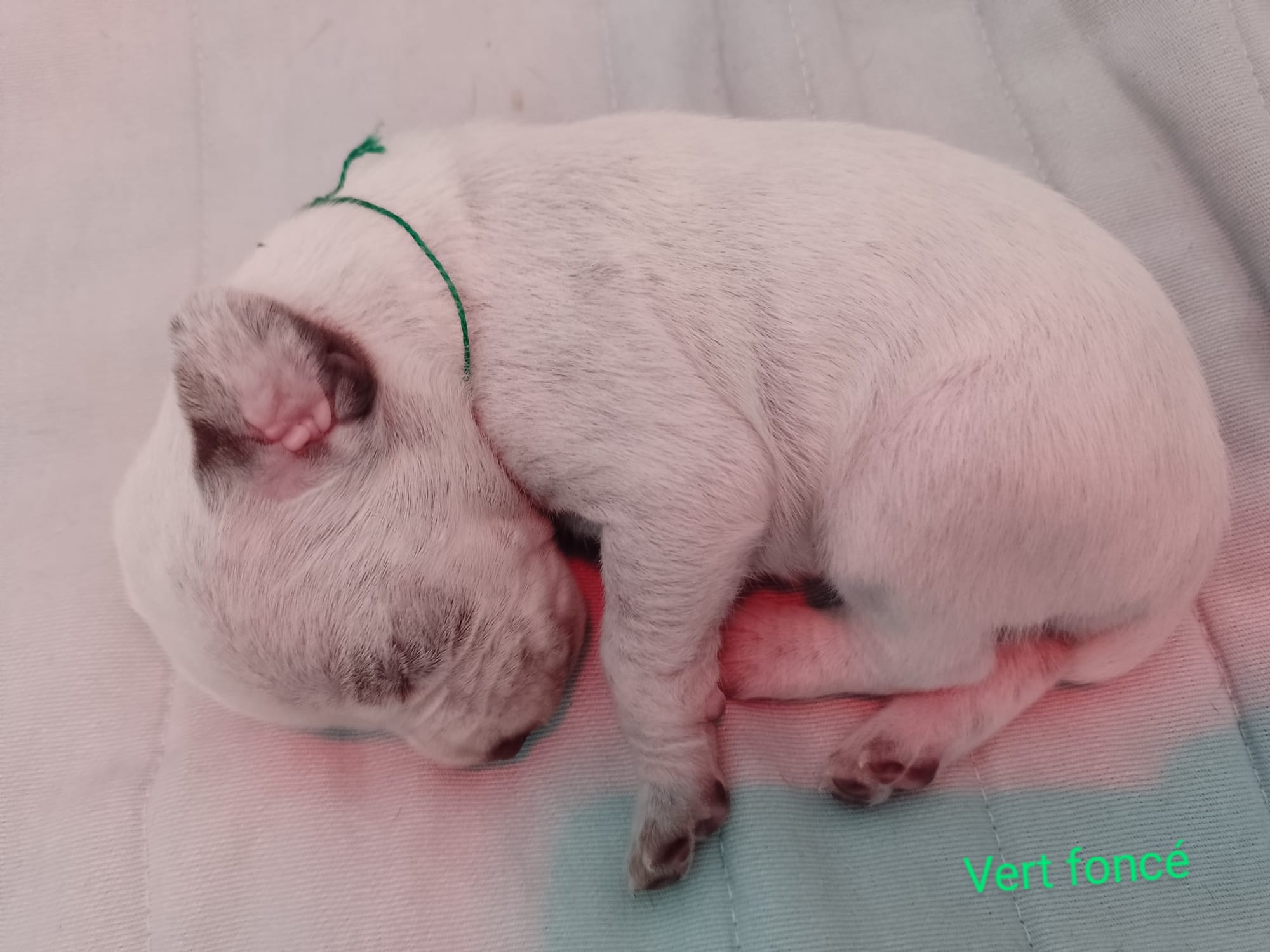 UpsyDuRocherDesJastres