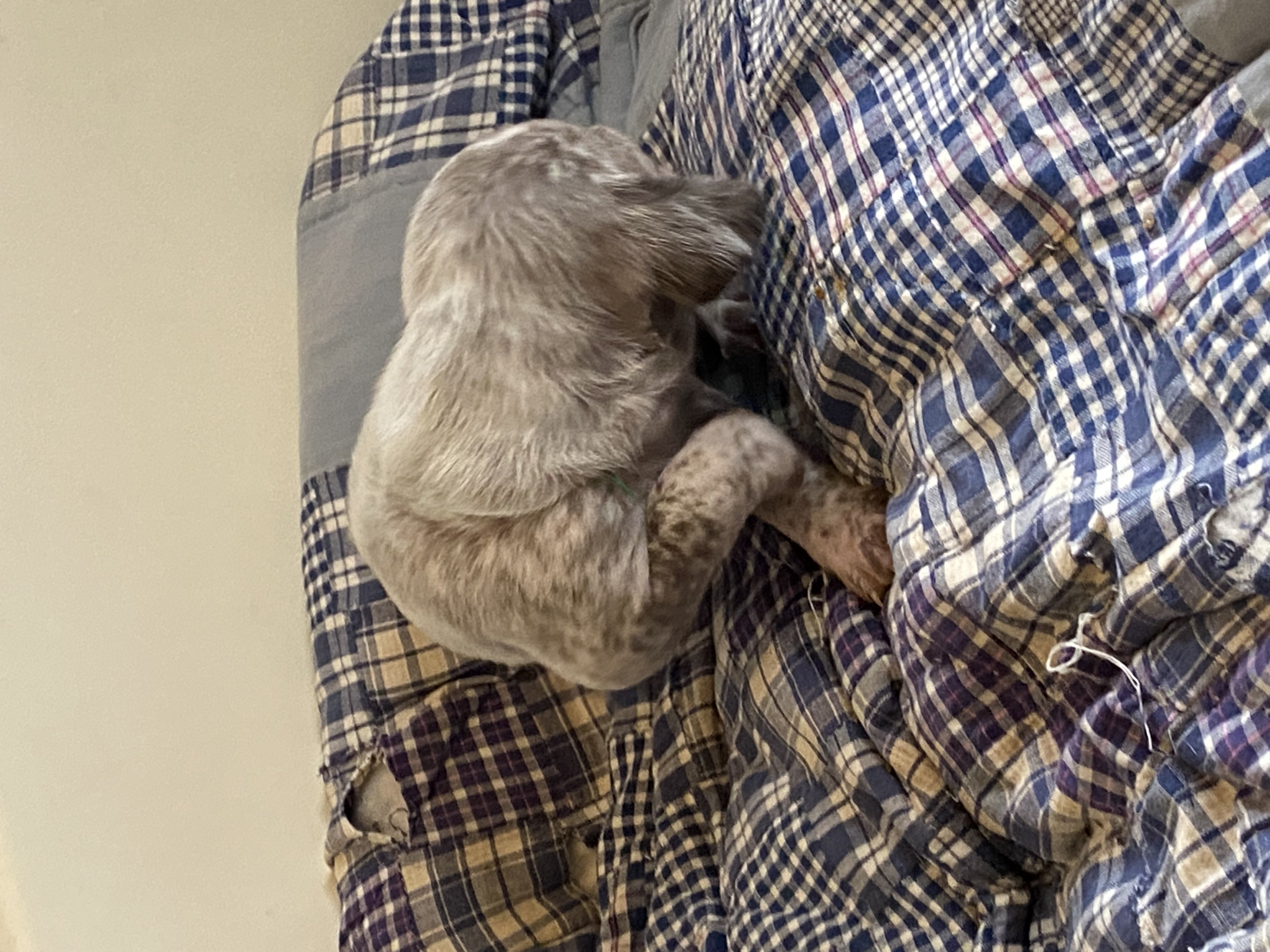 UpsyDuRocherDesJastres