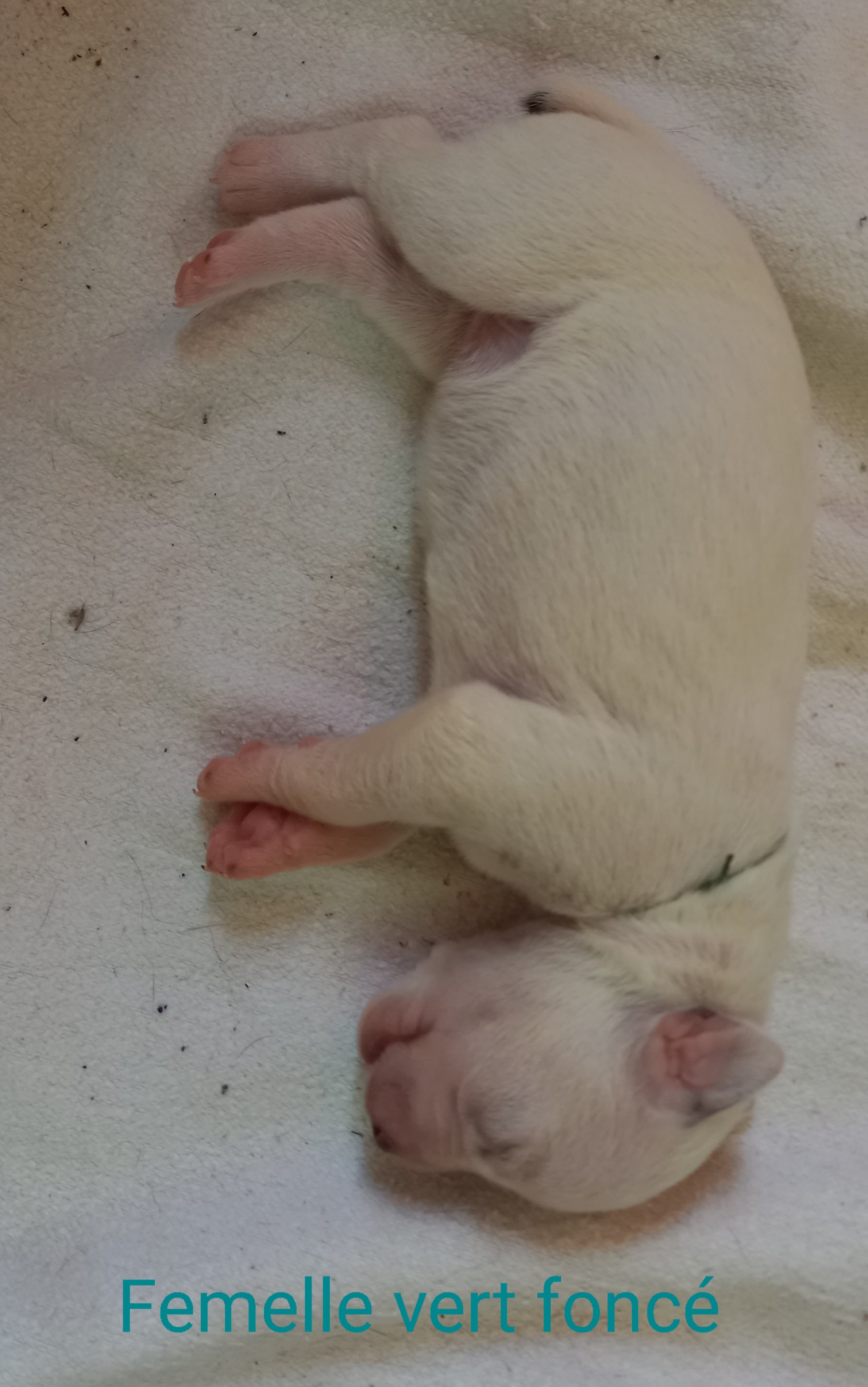 UpsyDuRocherDesJastres