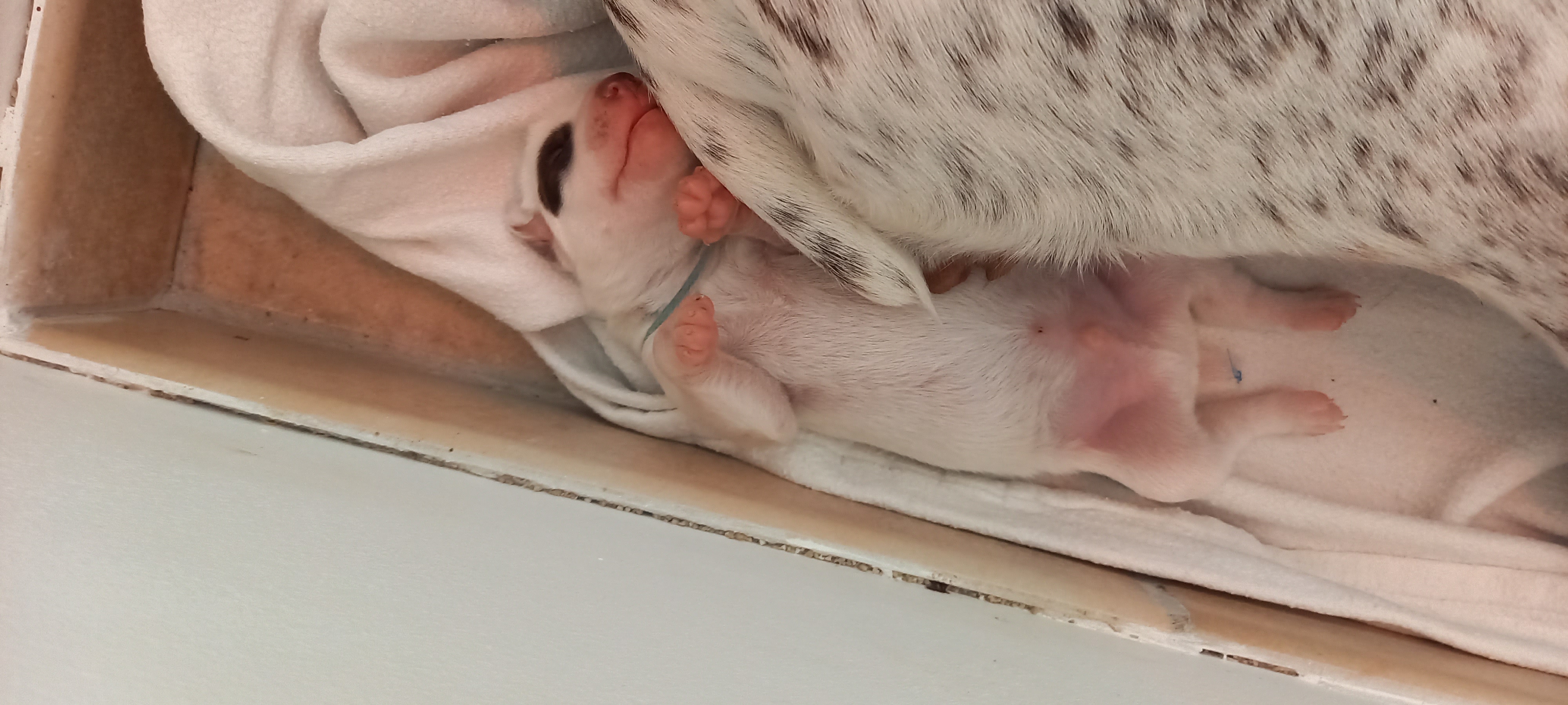 UriusDuRocherDesJastres