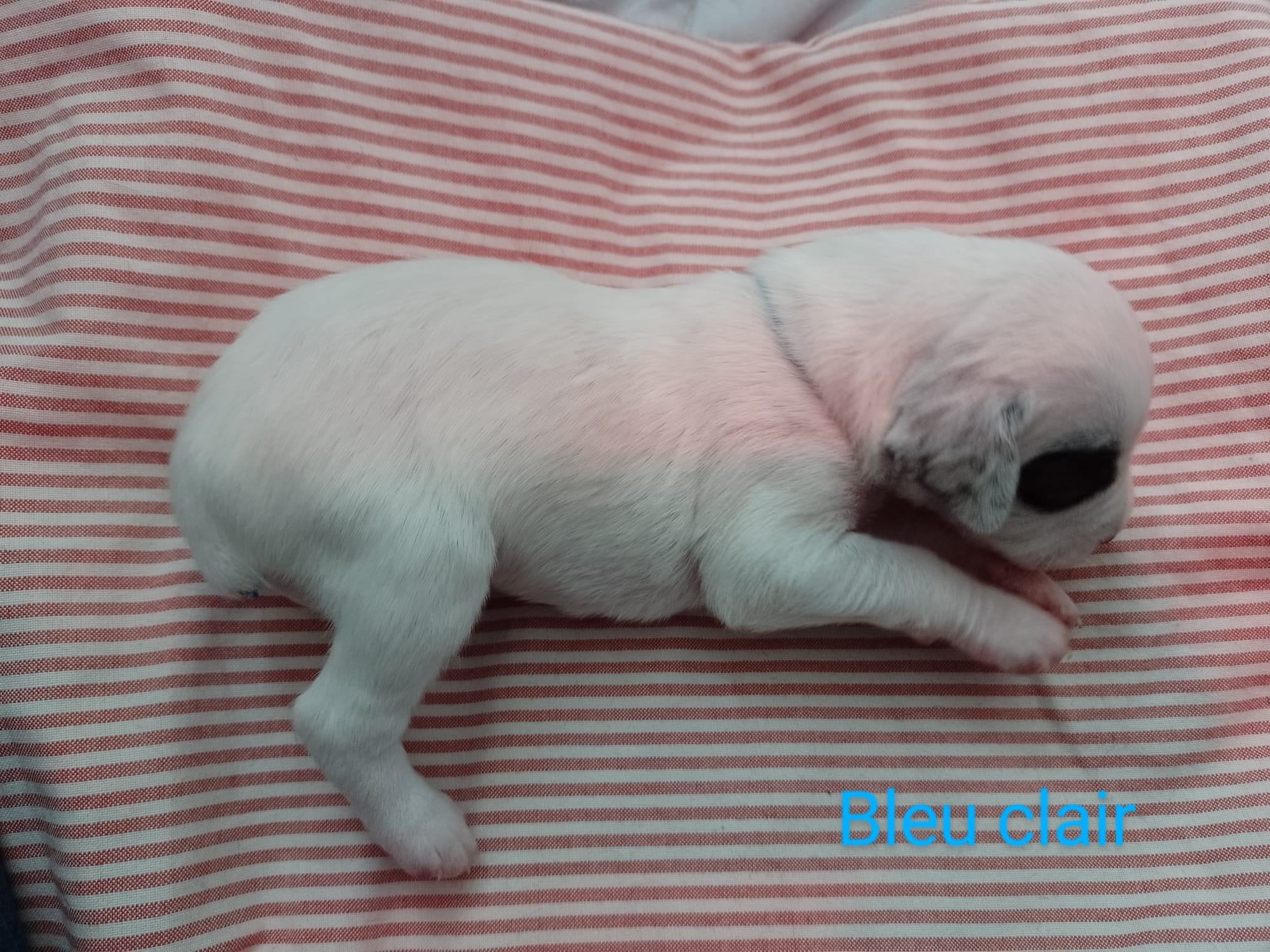 UriusDuRocherDesJastres