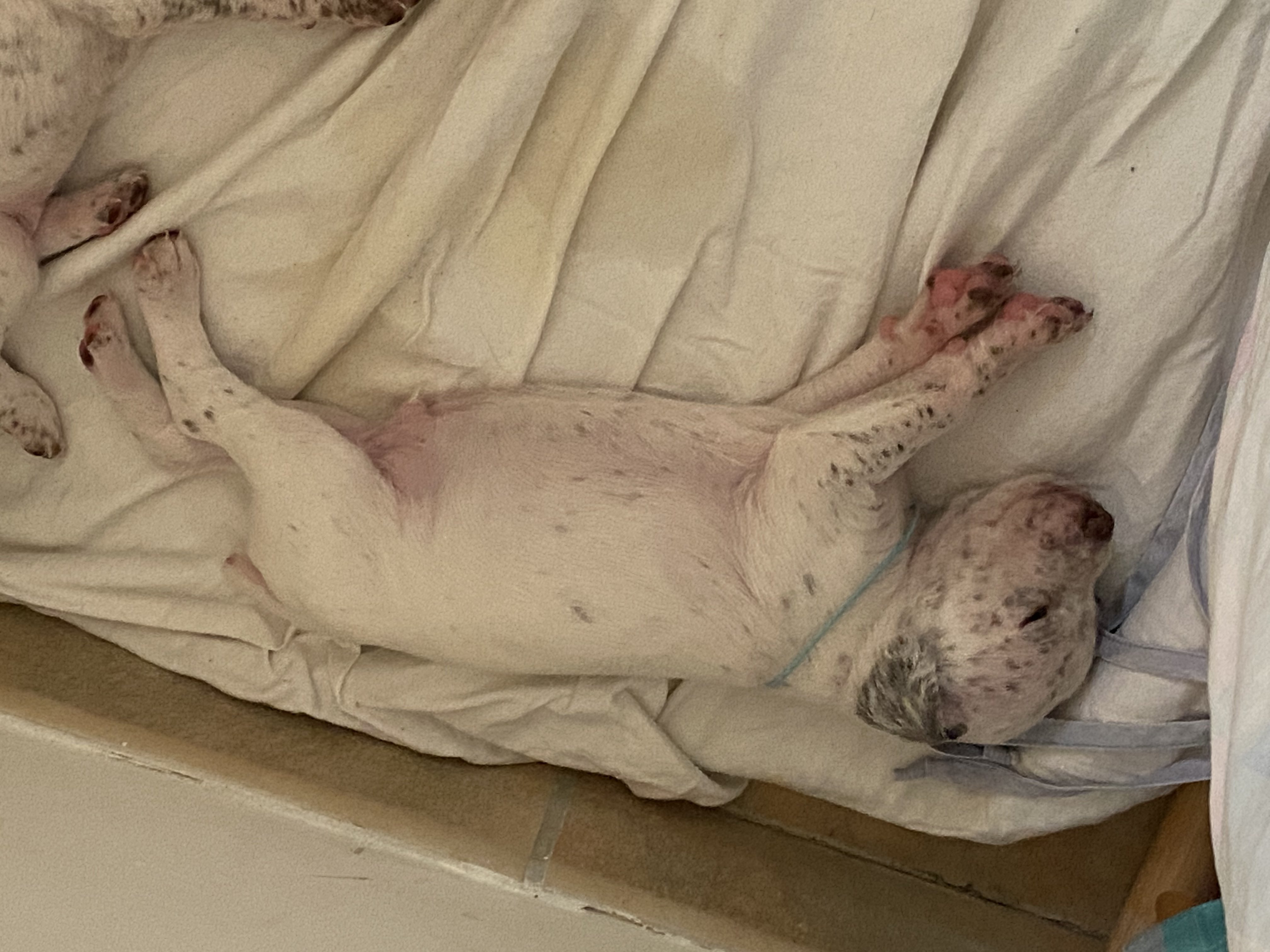 UriusDuRocherDesJastres