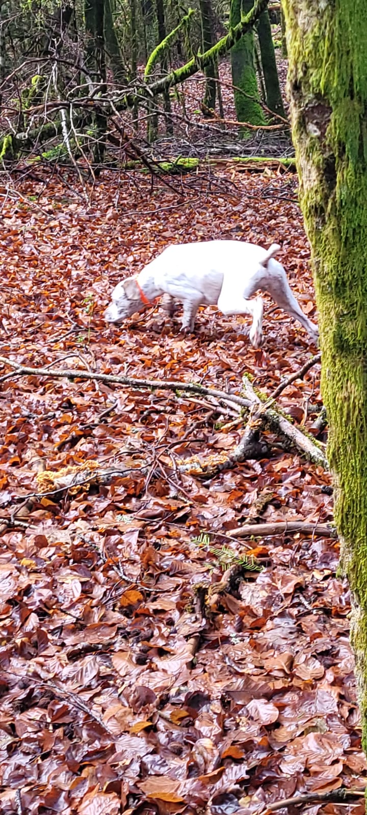 UriusDuRocherDesJastres