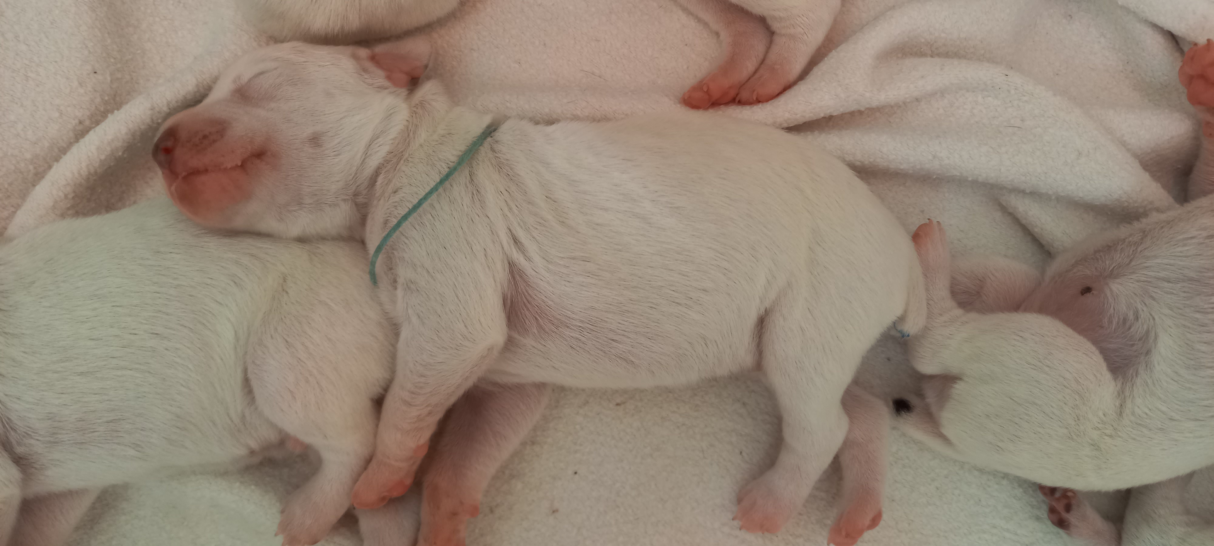 UriusDuRocherDesJastres