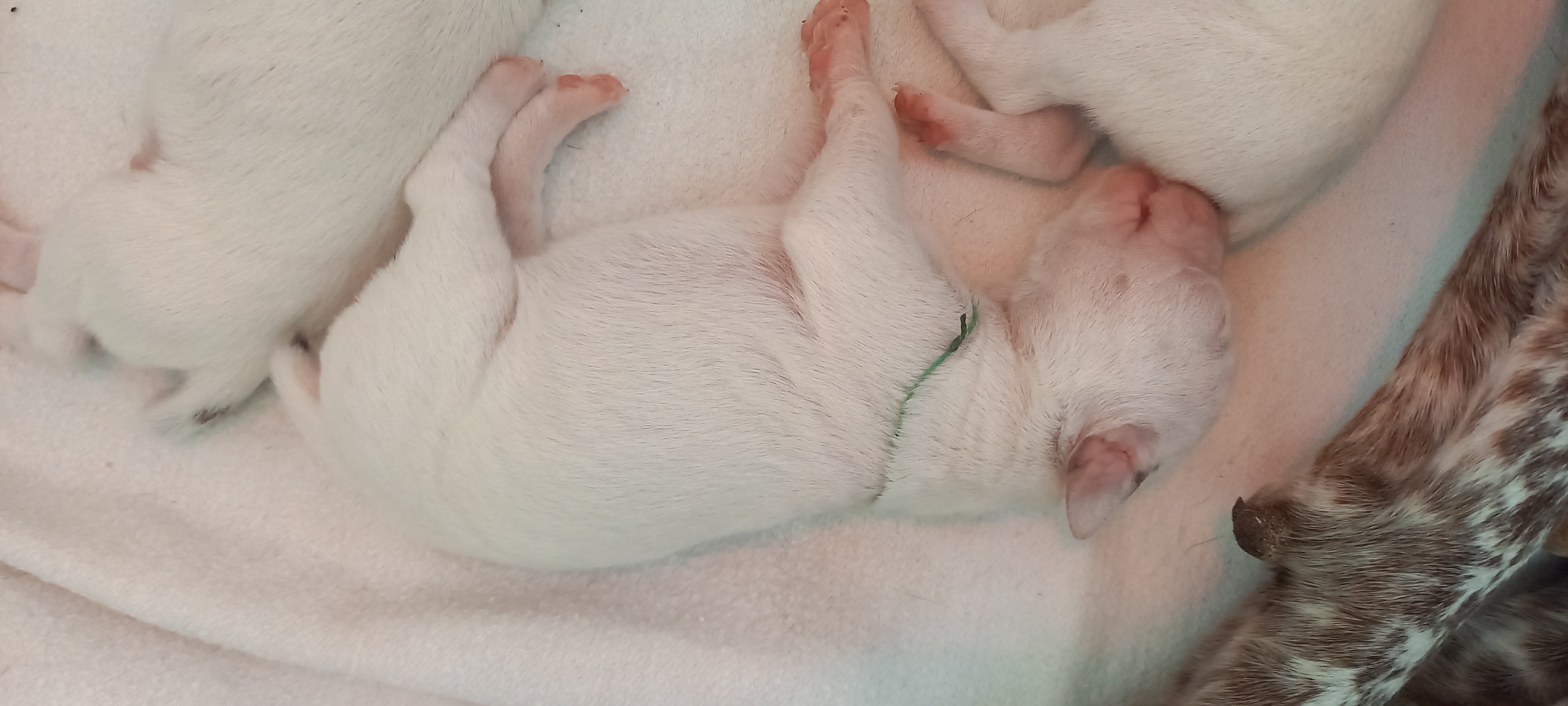 UrkkaDuRocherDesJastres