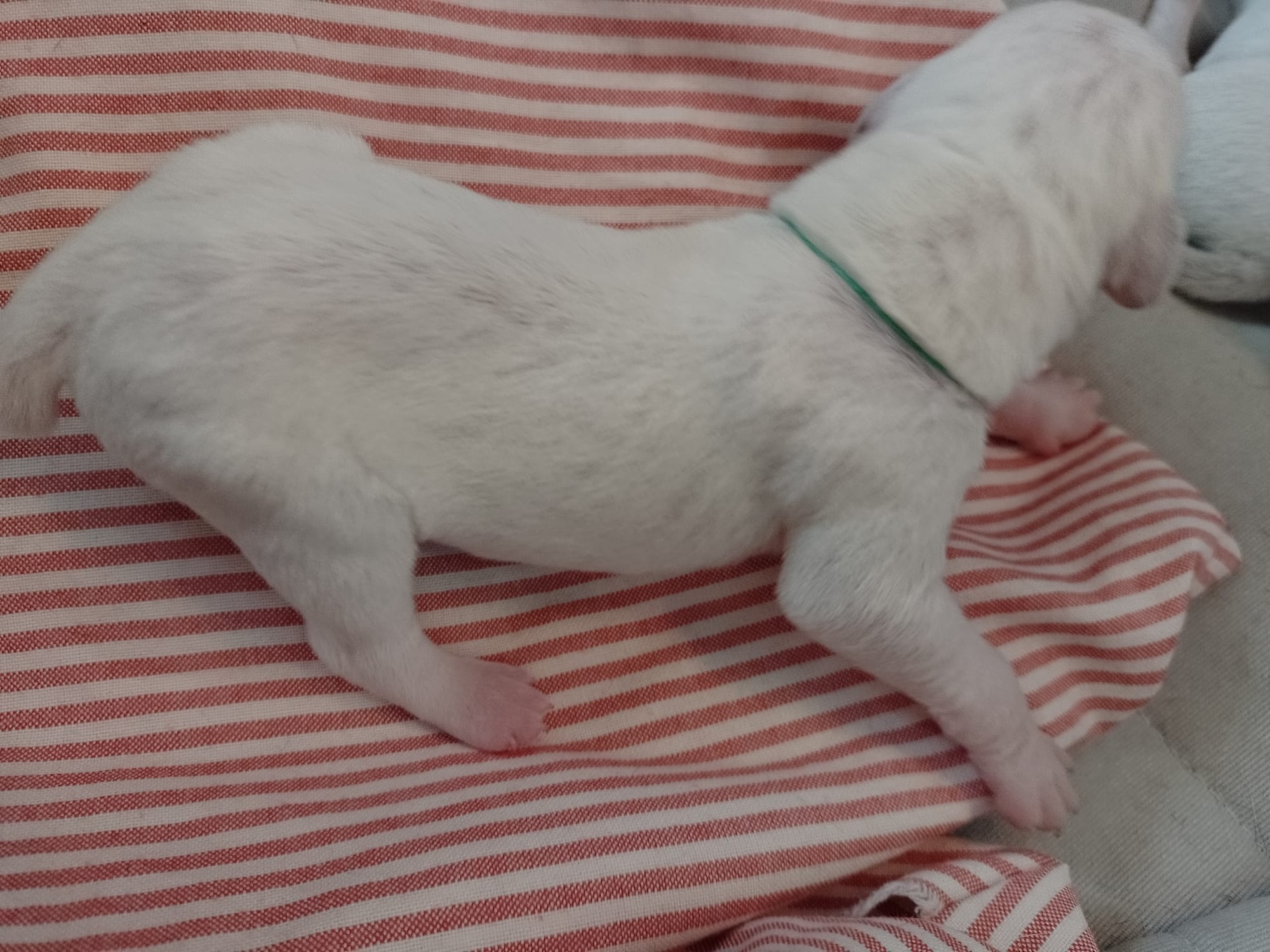 UrkkaDuRocherDesJastres