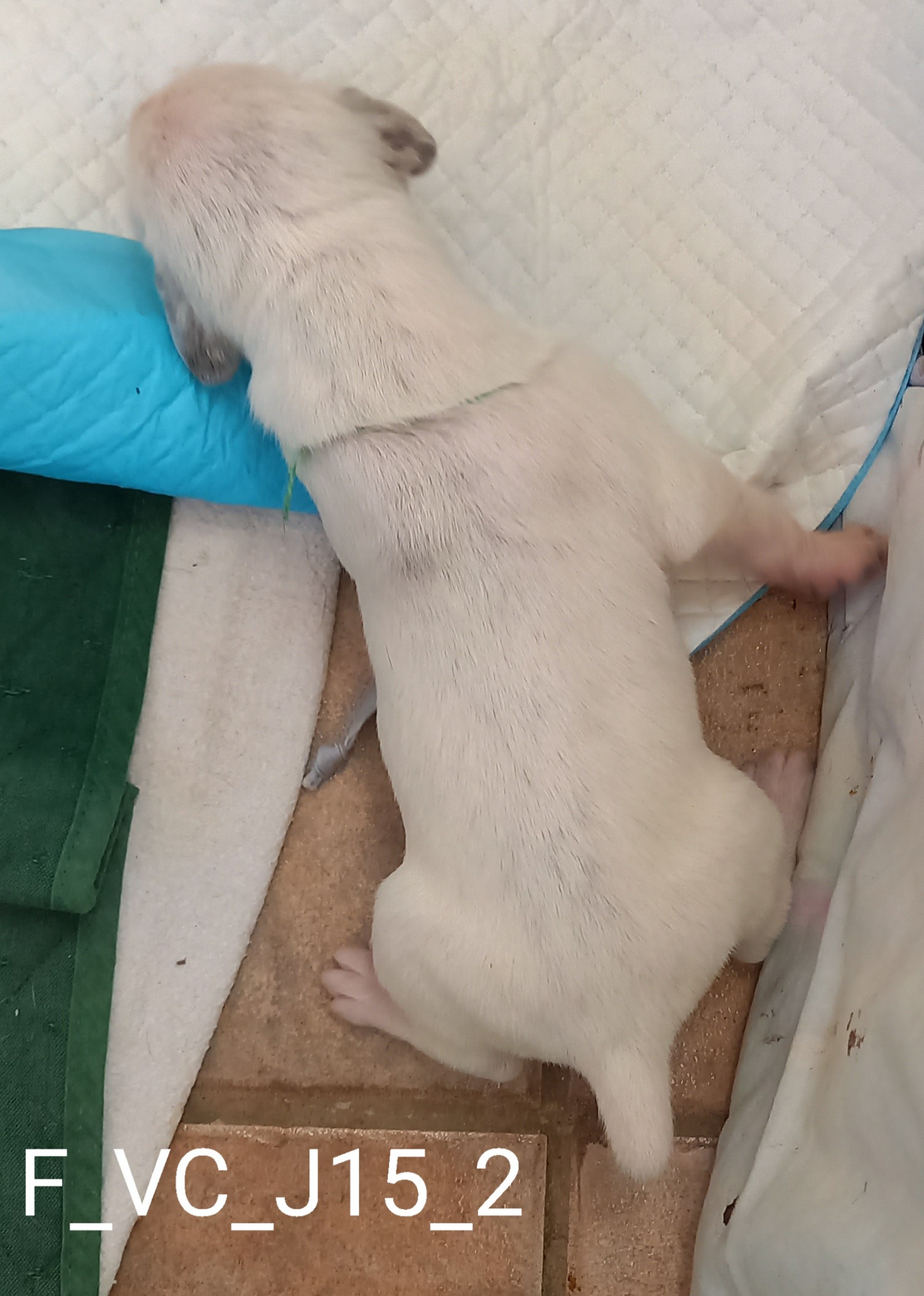 UrkkaDuRocherDesJastres