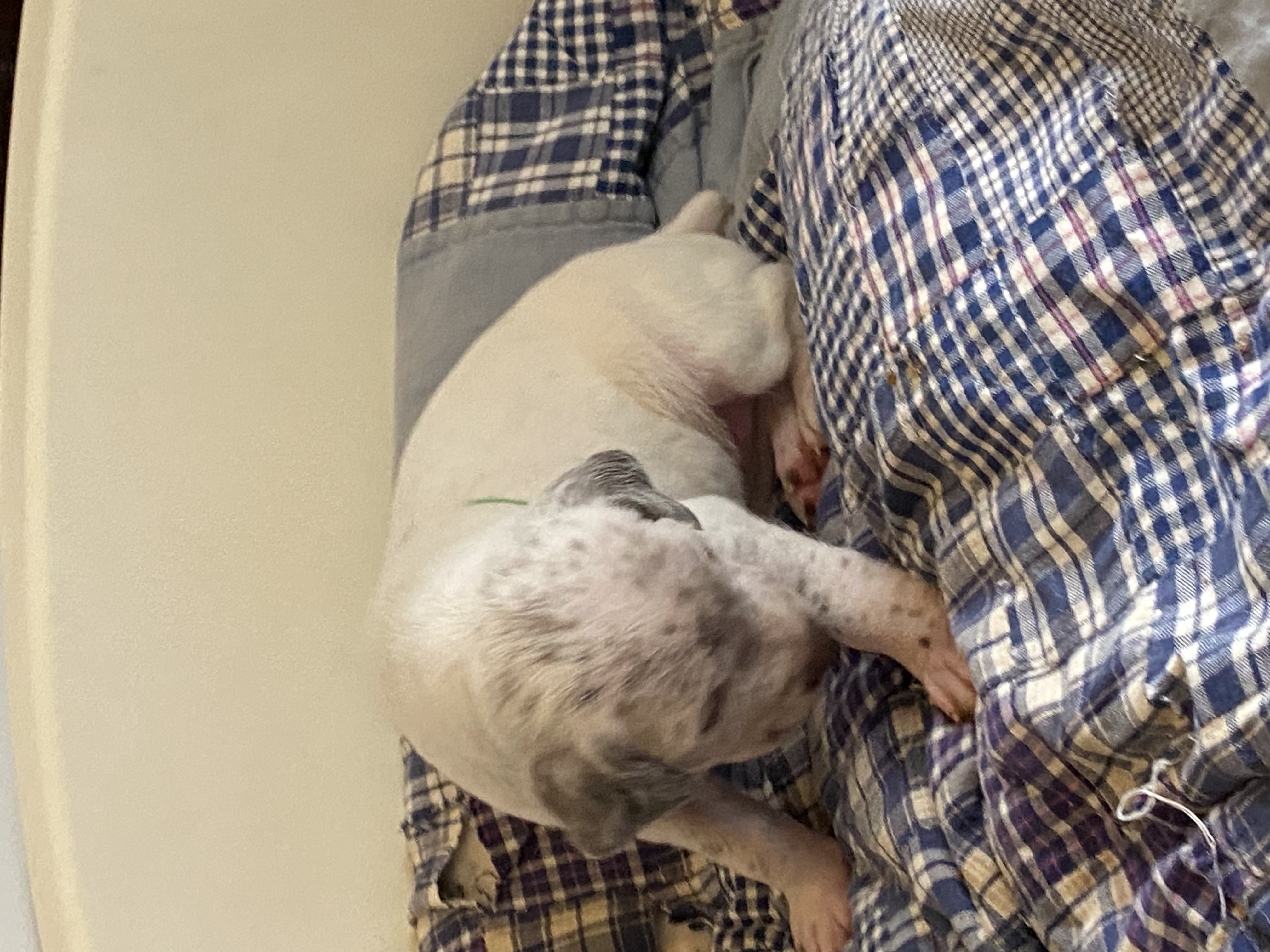 UrkkaDuRocherDesJastres