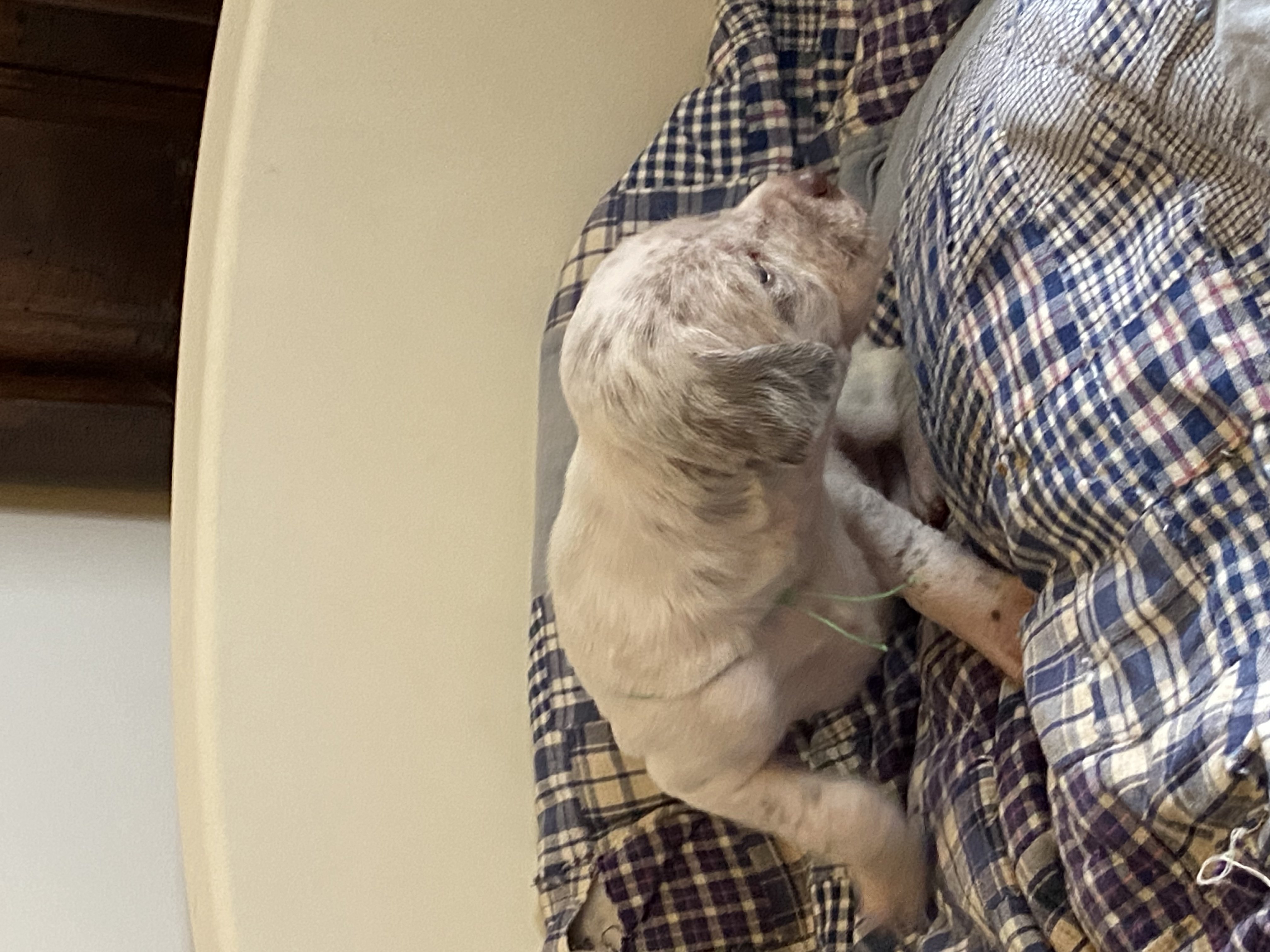 UrkkaDuRocherDesJastres