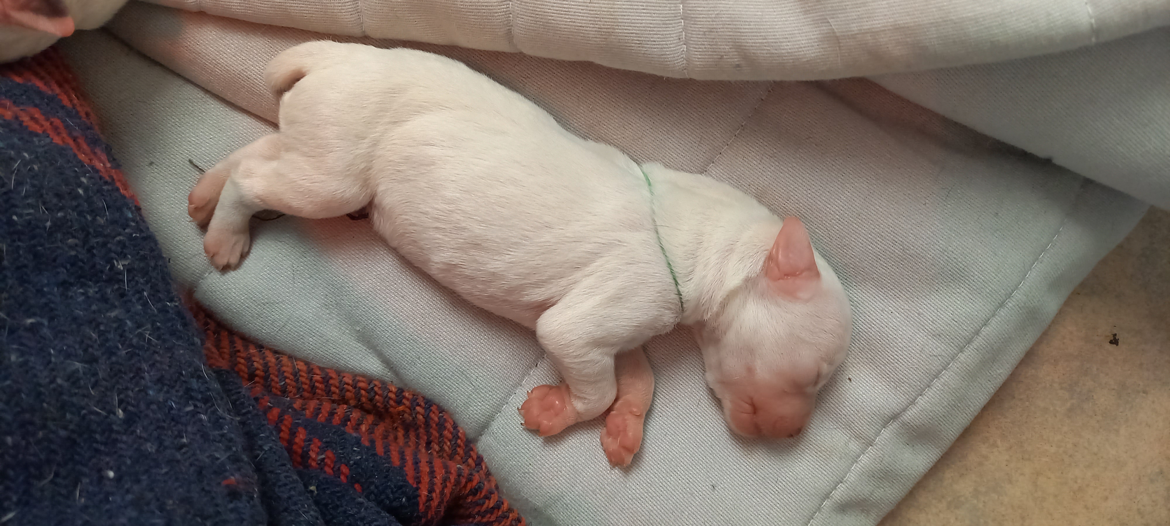 UrkkaDuRocherDesJastres