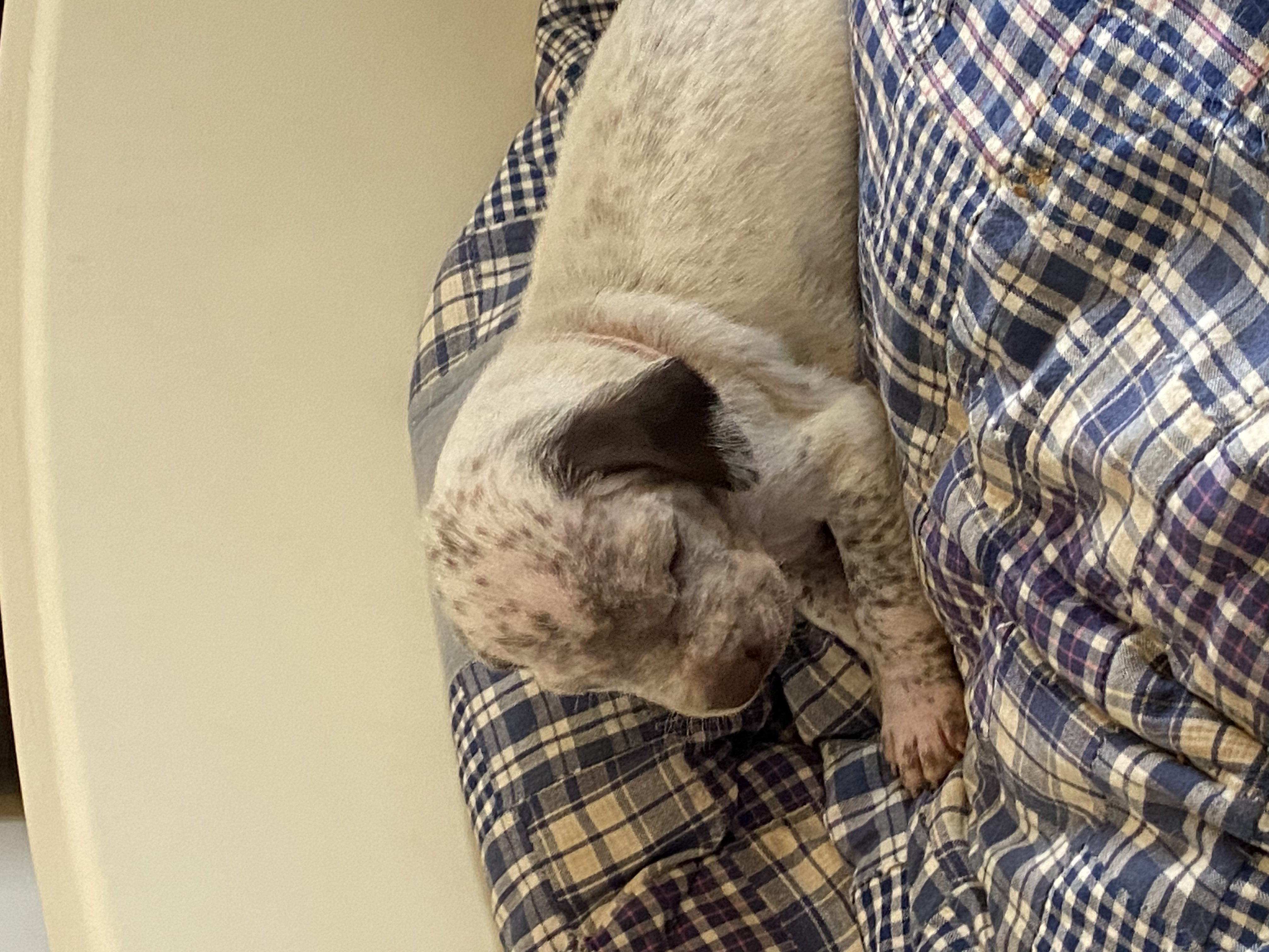 UskoDuRocherDesJastres