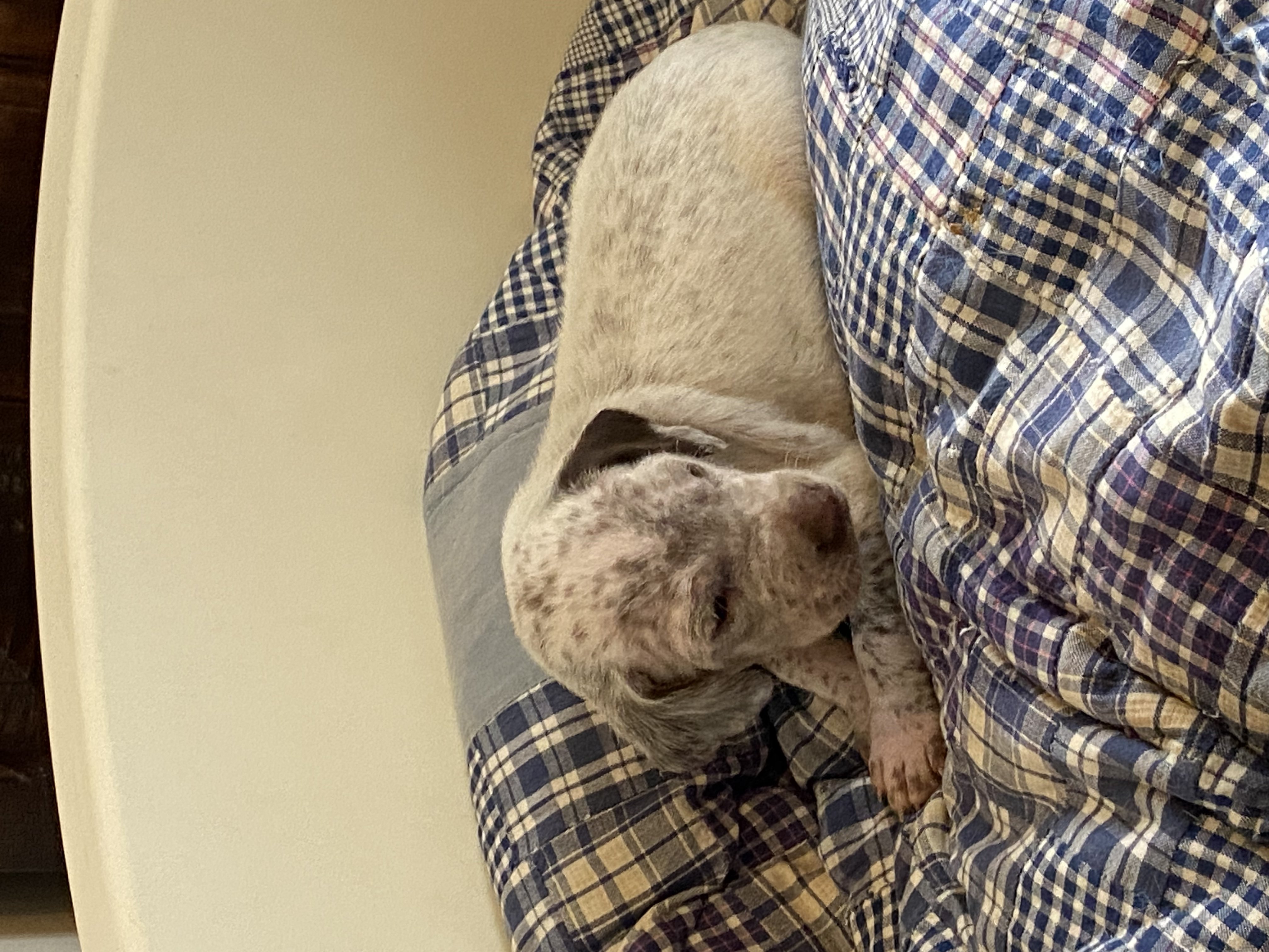 UskoDuRocherDesJastres