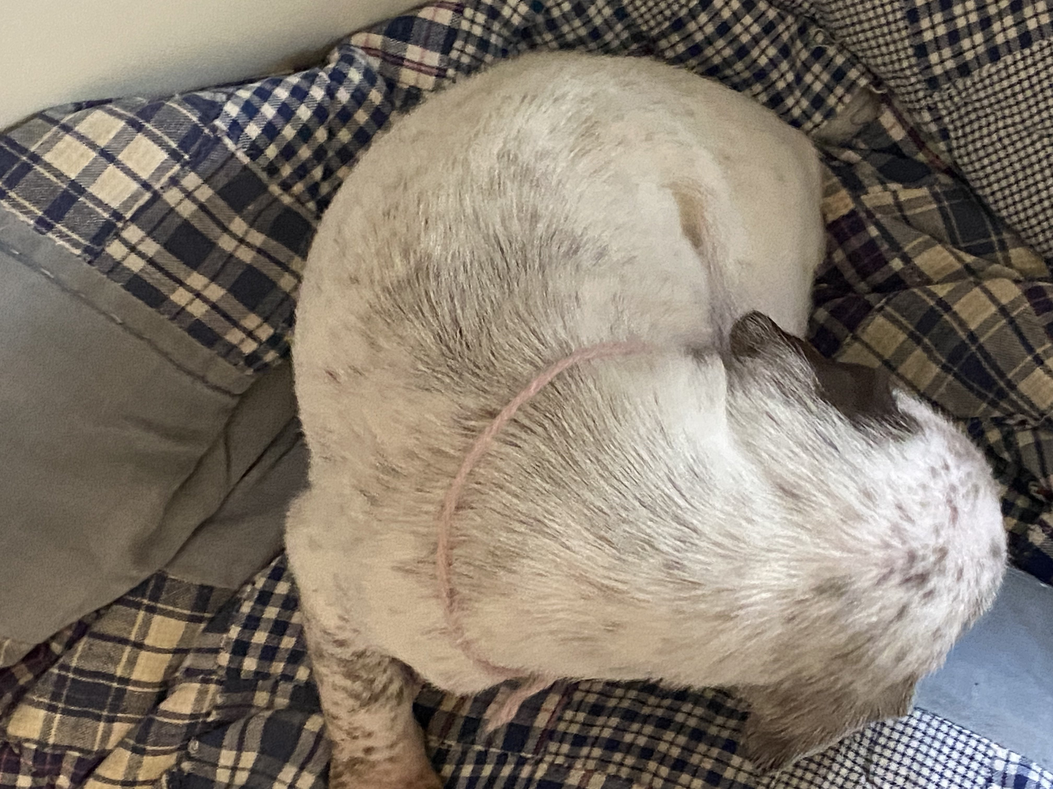 UskoDuRocherDesJastres