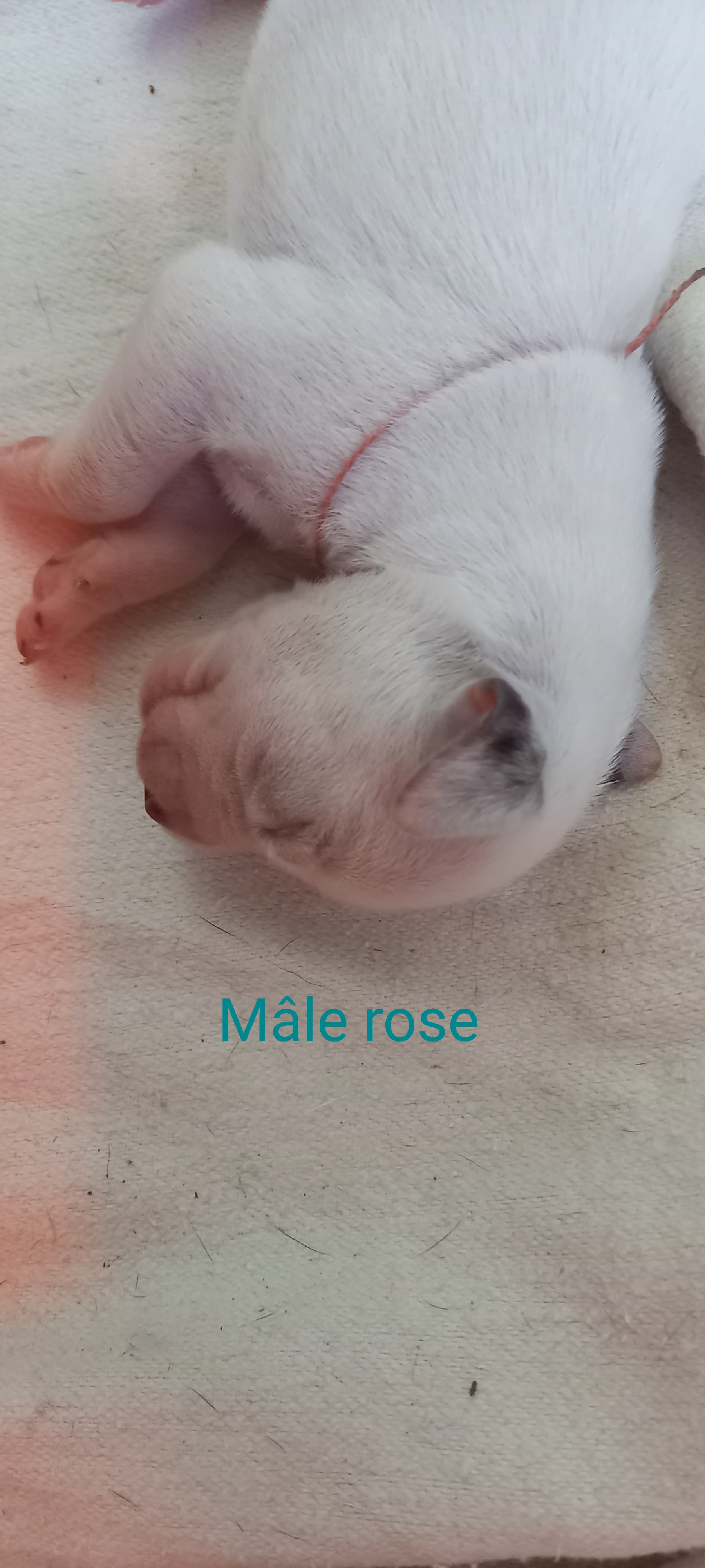 UskoDuRocherDesJastres