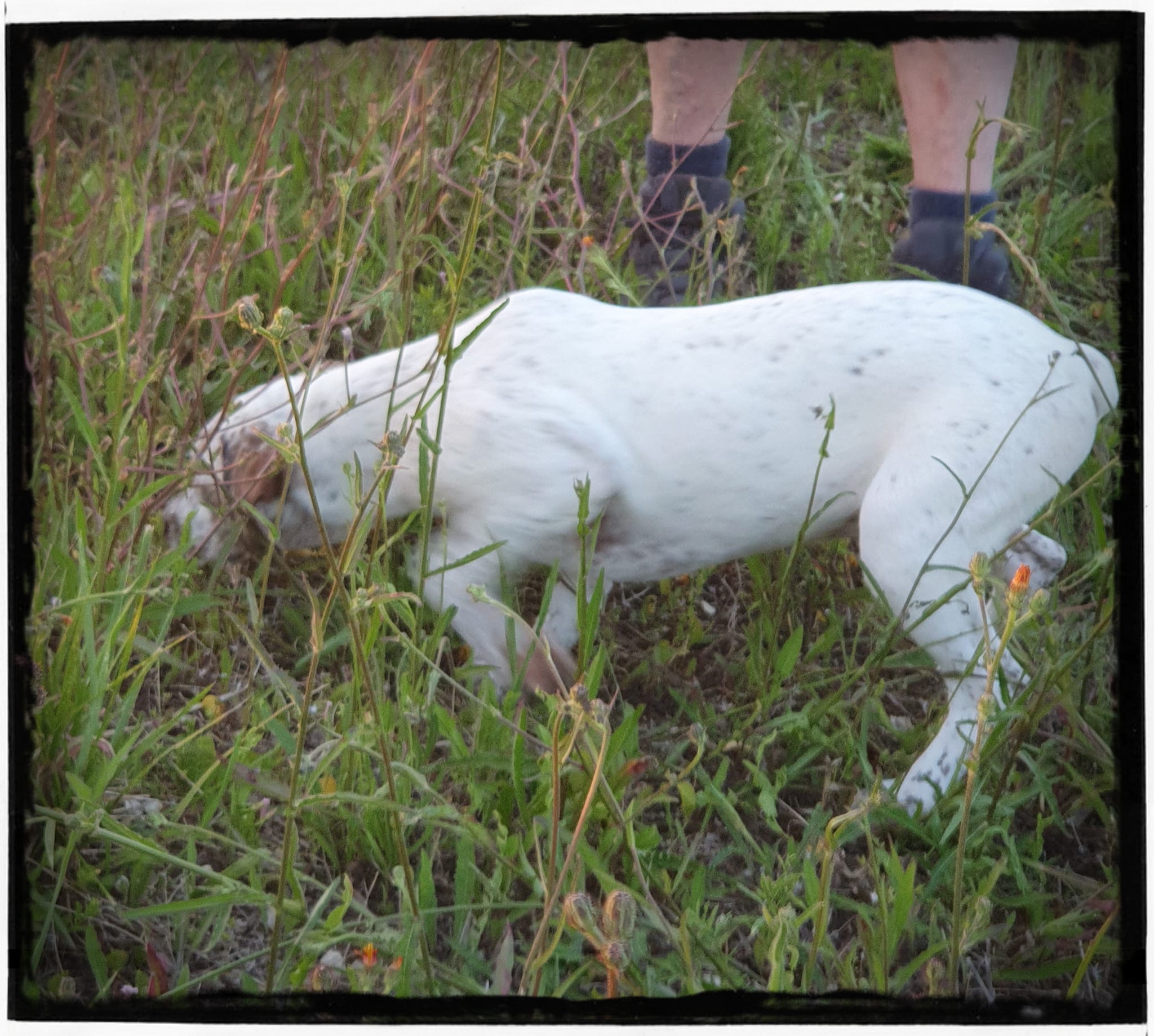 UtopiaDuMaraisBecassier