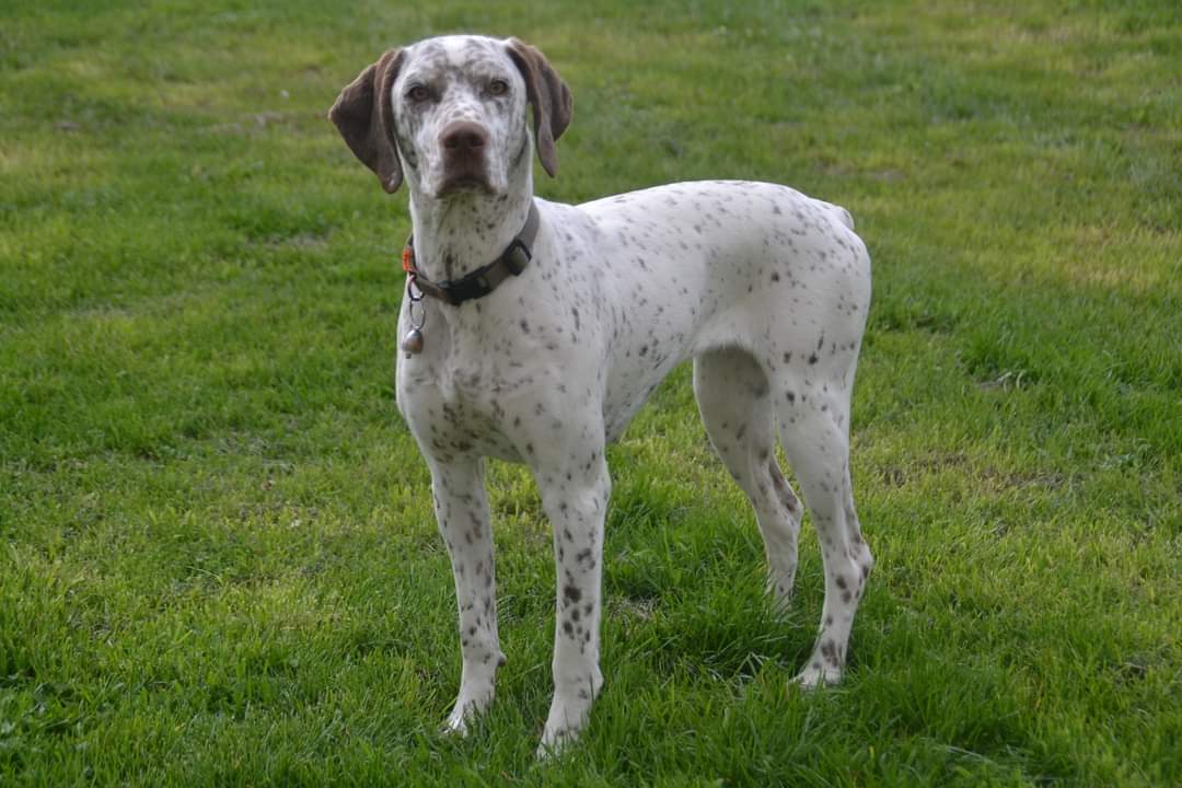 UtopieDesPlainesDuPaysDeThelle