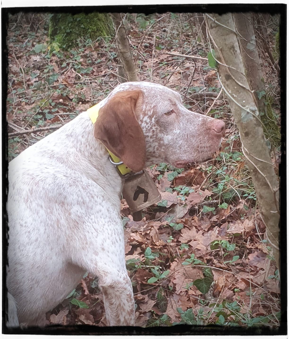 UwakDuMaraisBecassier