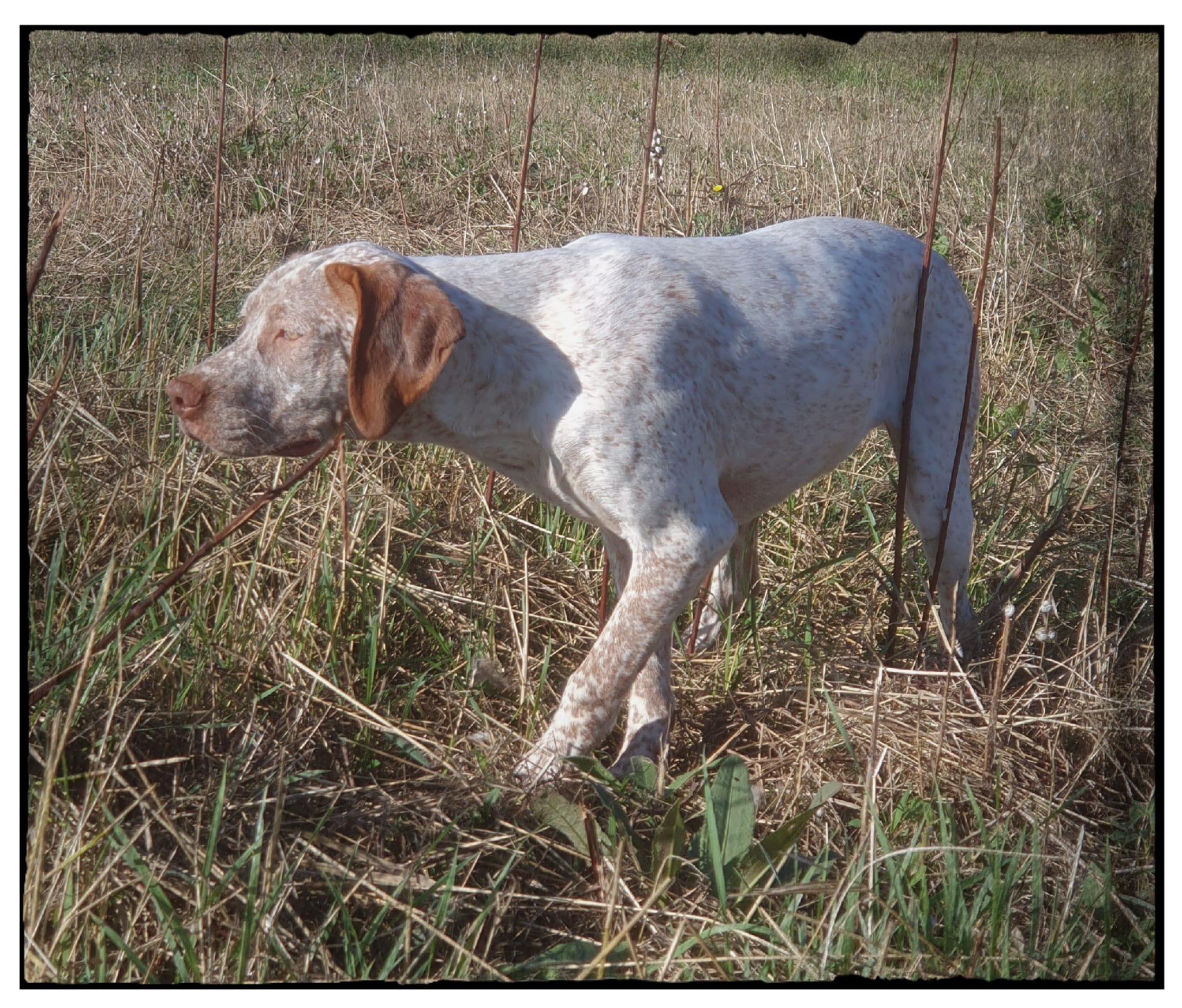 UwakDuMaraisBecassier