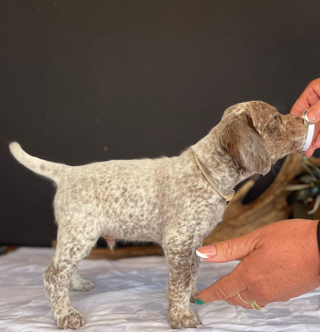 BastienBourbonskéŠtěstí