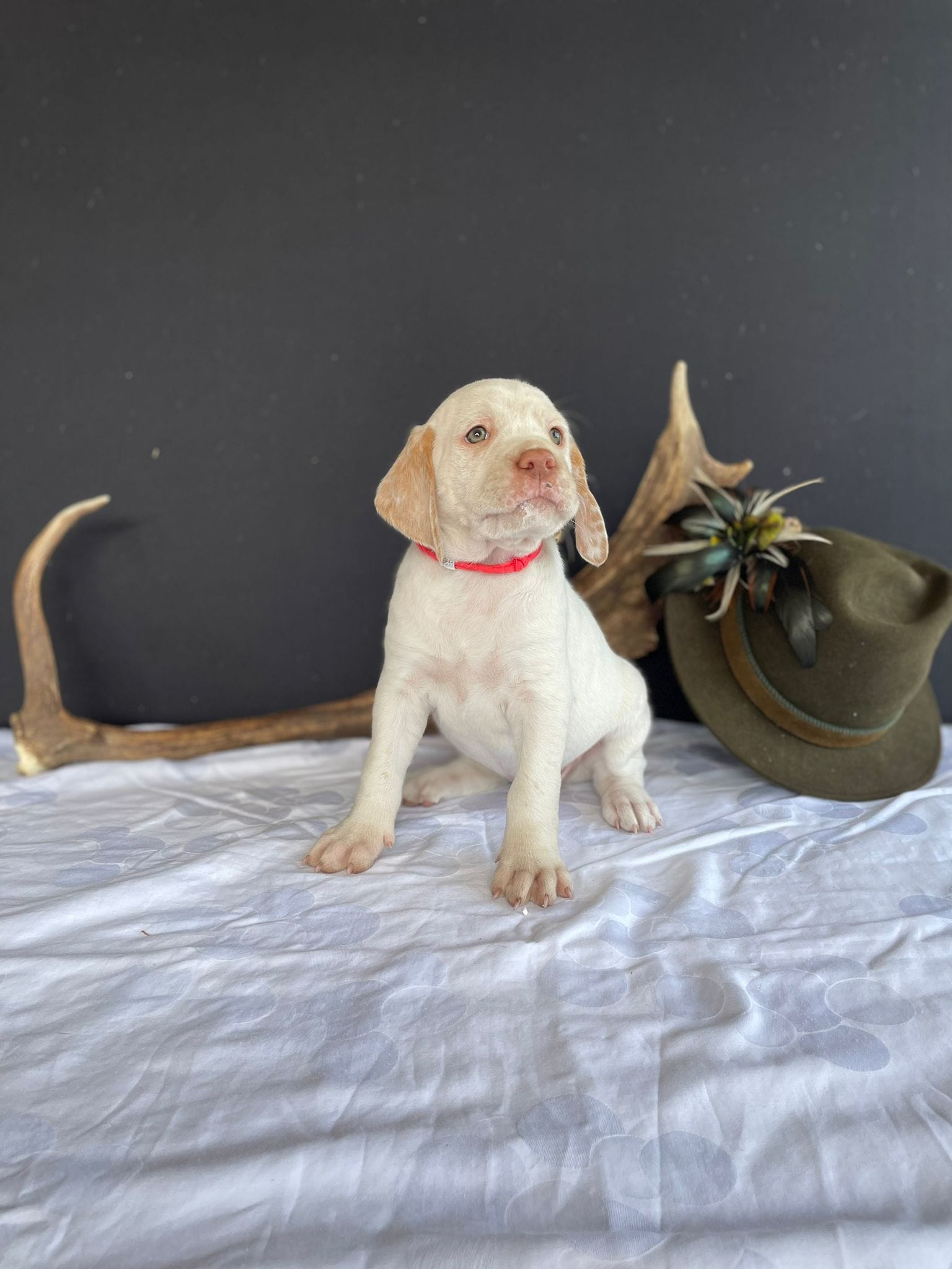 BastienBourbonskéŠtěstí