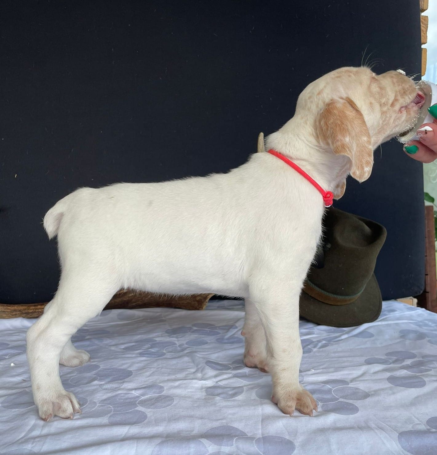 BastienBourbonskéŠtěstí