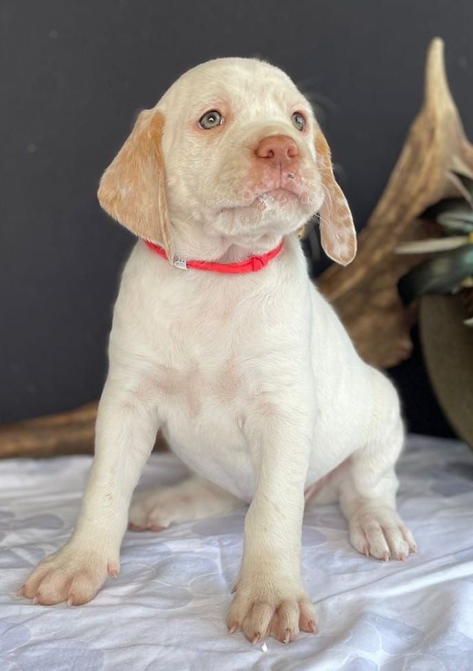 BastienBourbonskéŠtěstí