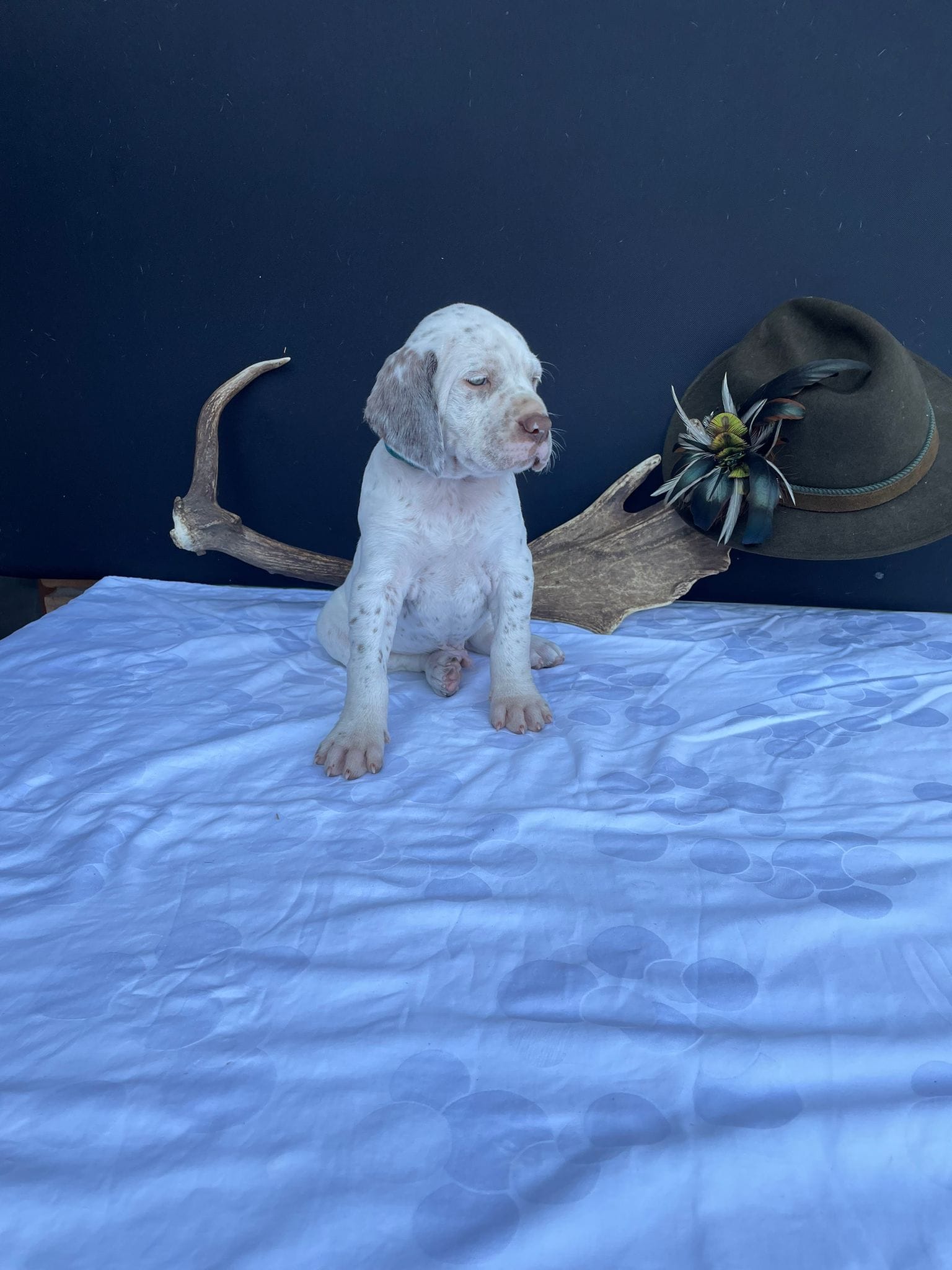 BastienBourbonskéŠtěstí