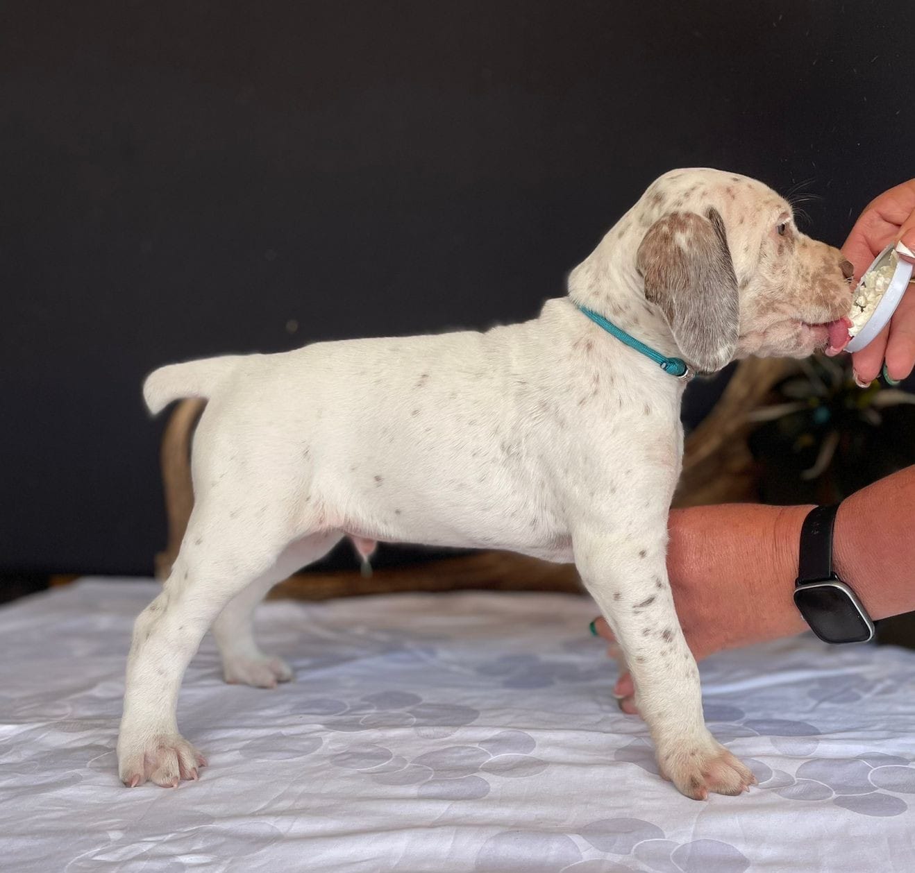 BastienBourbonskéŠtěstí