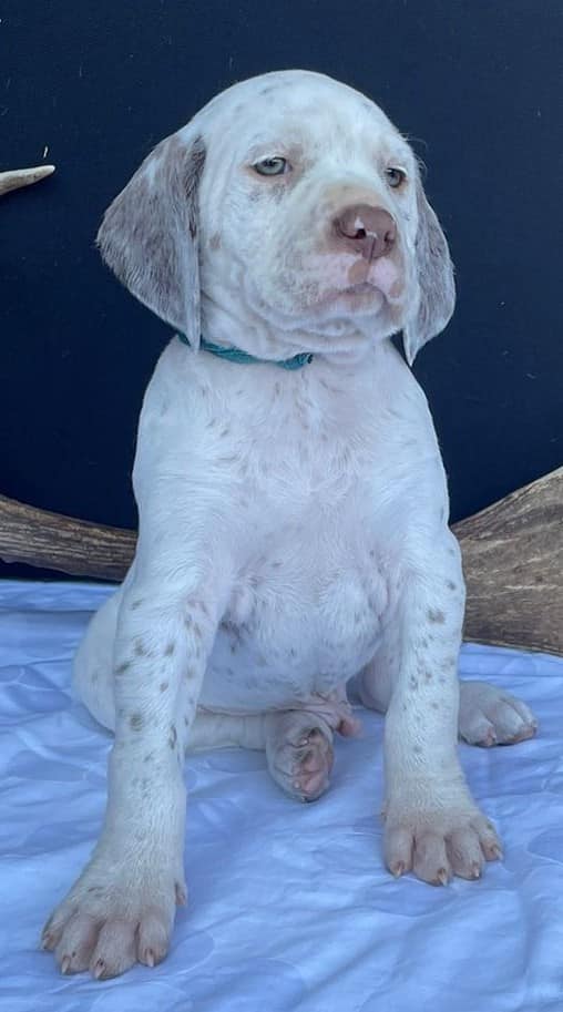 BastienBourbonskéŠtěstí