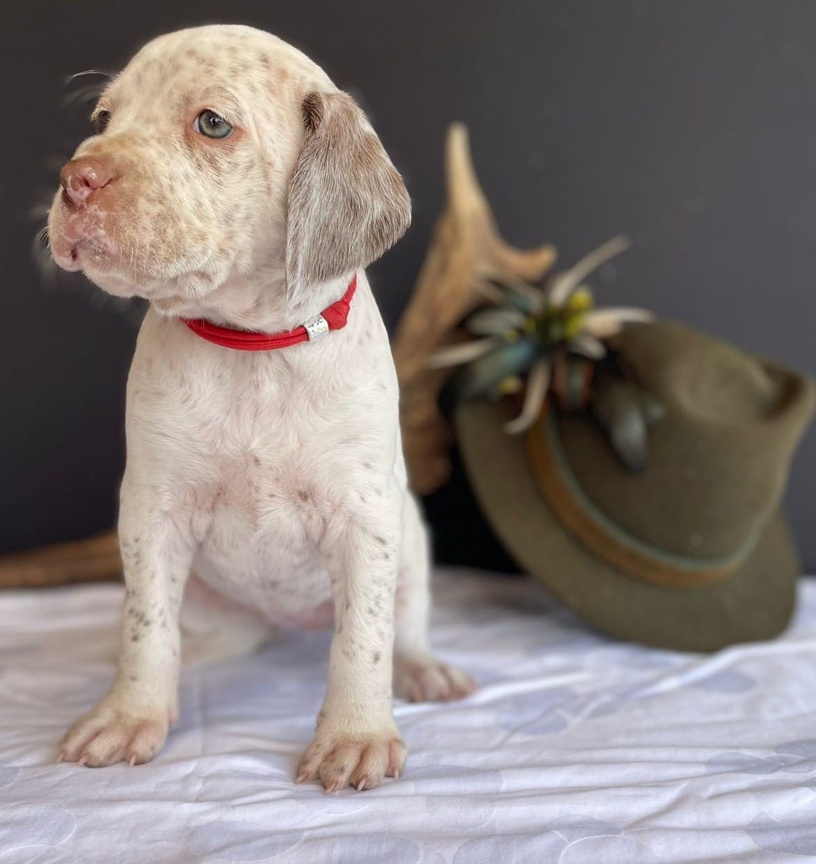 BastienBourbonskéŠtěstí