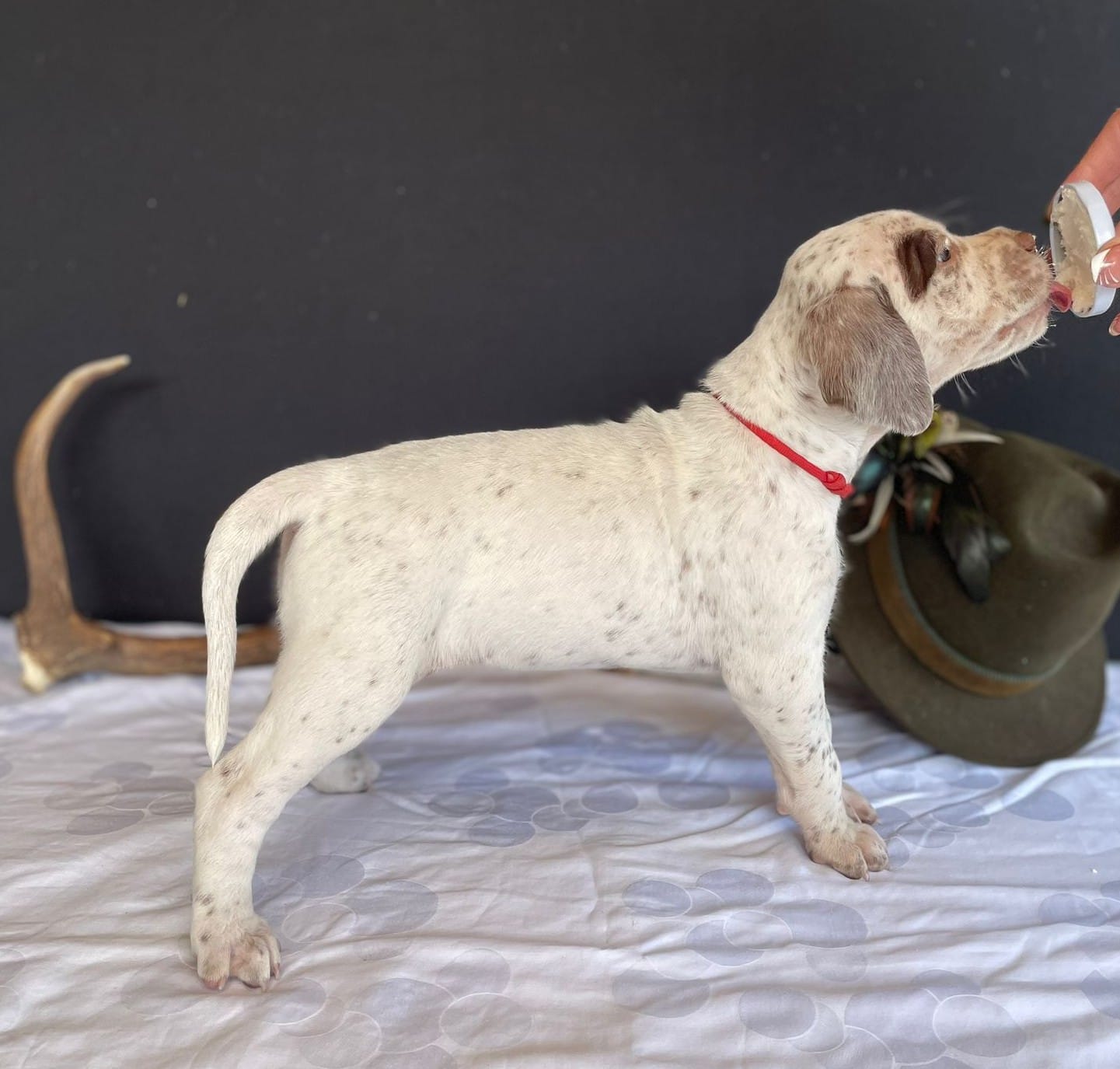 BastienBourbonskéŠtěstí