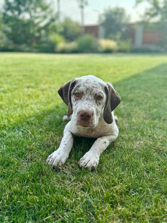 BastienBourbonskéŠtěstí