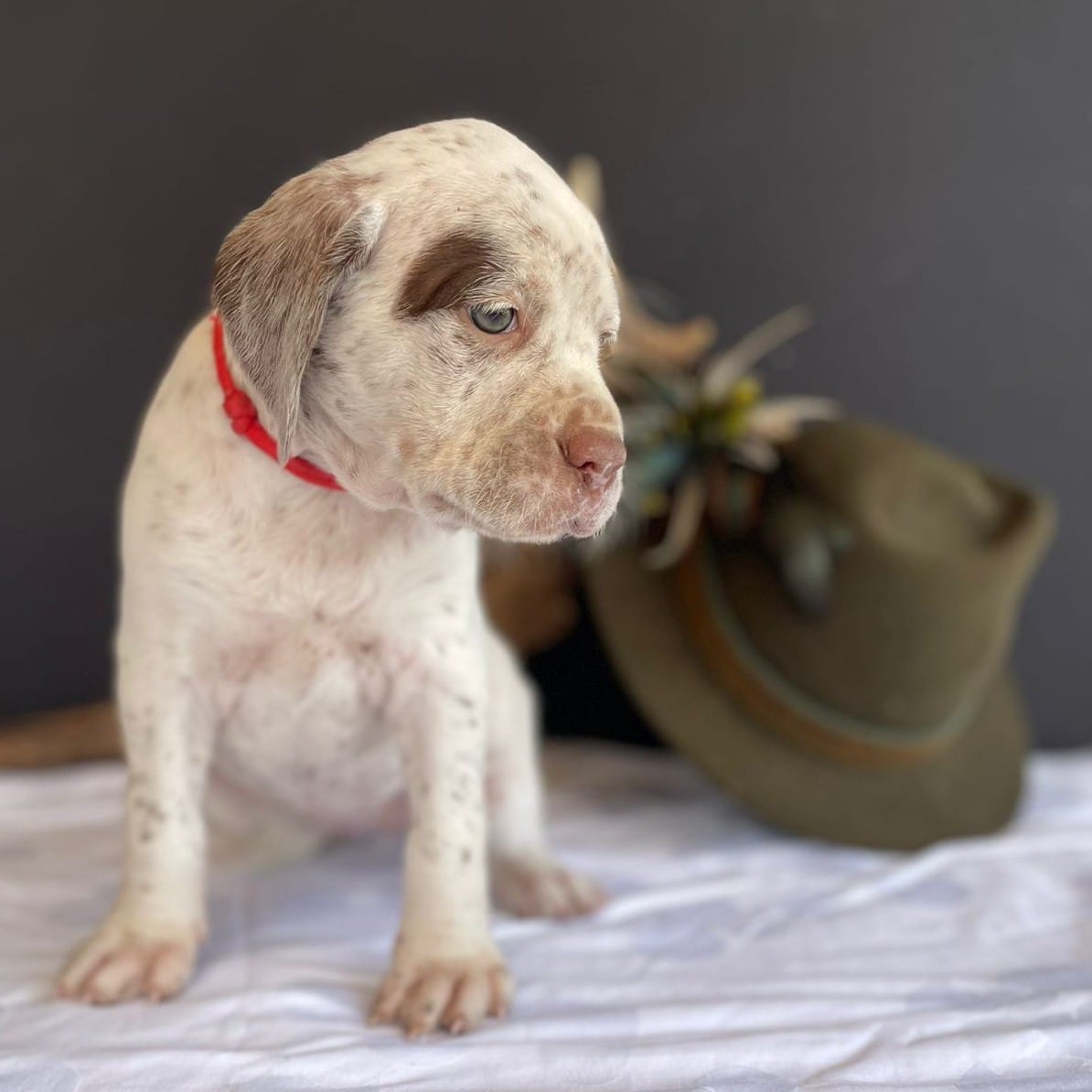 BastienBourbonskéŠtěstí