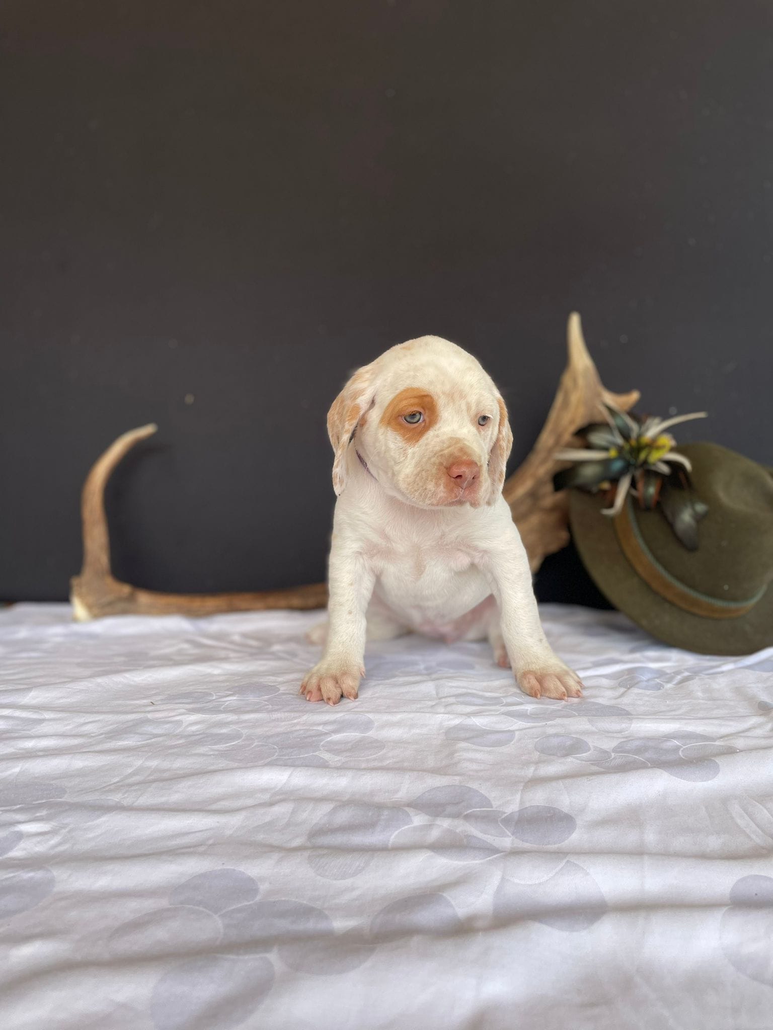 BastienBourbonskéŠtěstí