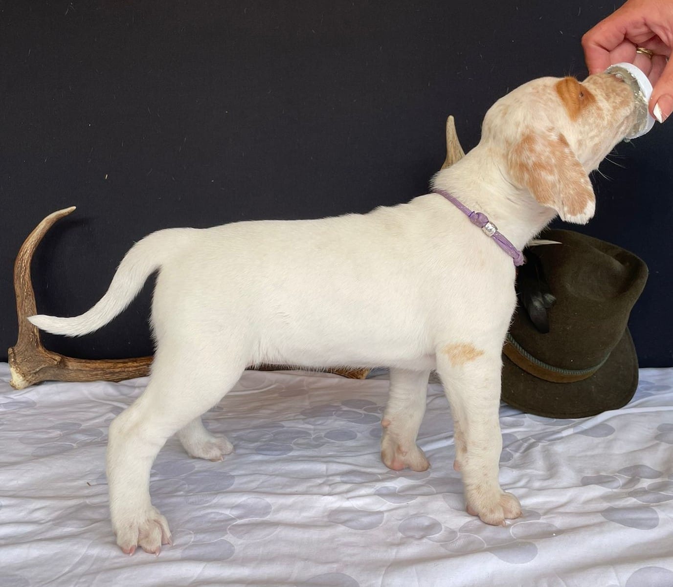 BastienBourbonskéŠtěstí