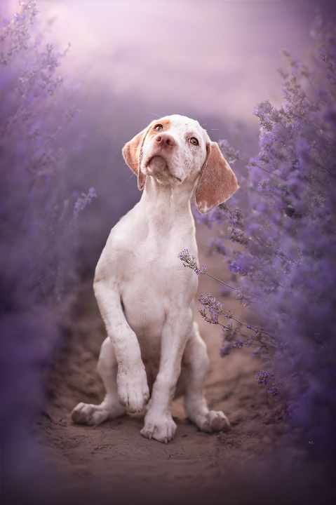 BastienBourbonskéŠtěstí