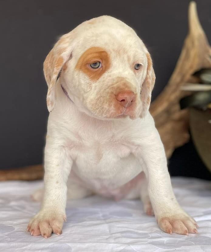 BastienBourbonskéŠtěstí