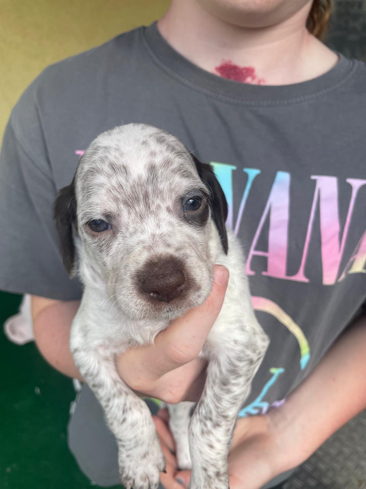 GodoVomElstermannHof