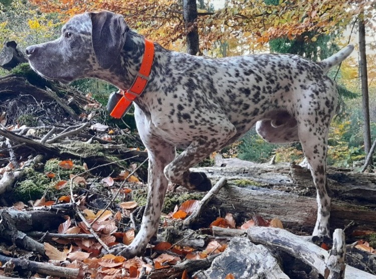 VascoDesCimesDOr