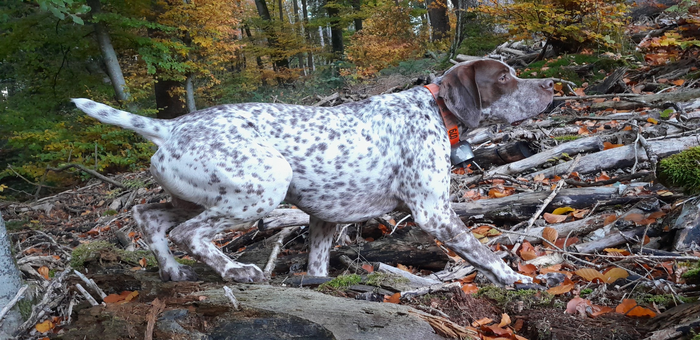 VascoDesCimesDOr