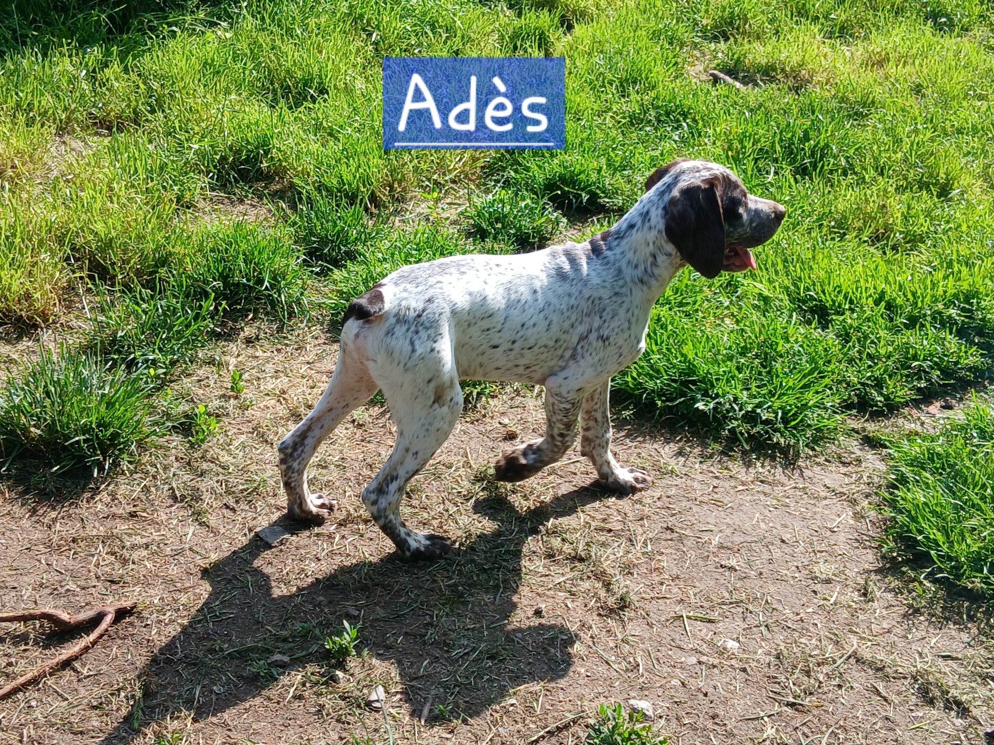 AdesDesMontsDOccitanie