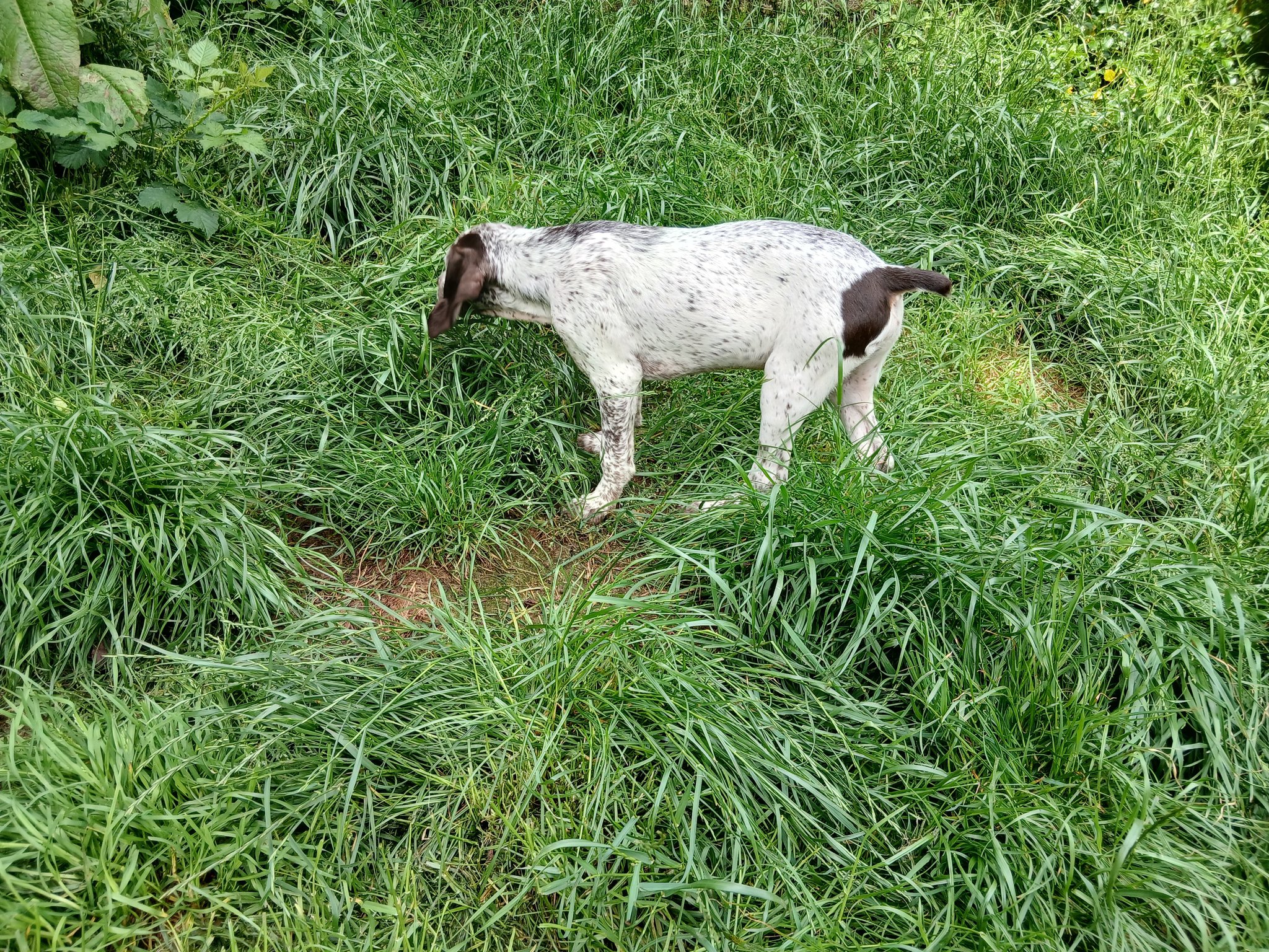 AdesDesMontsDOccitanie