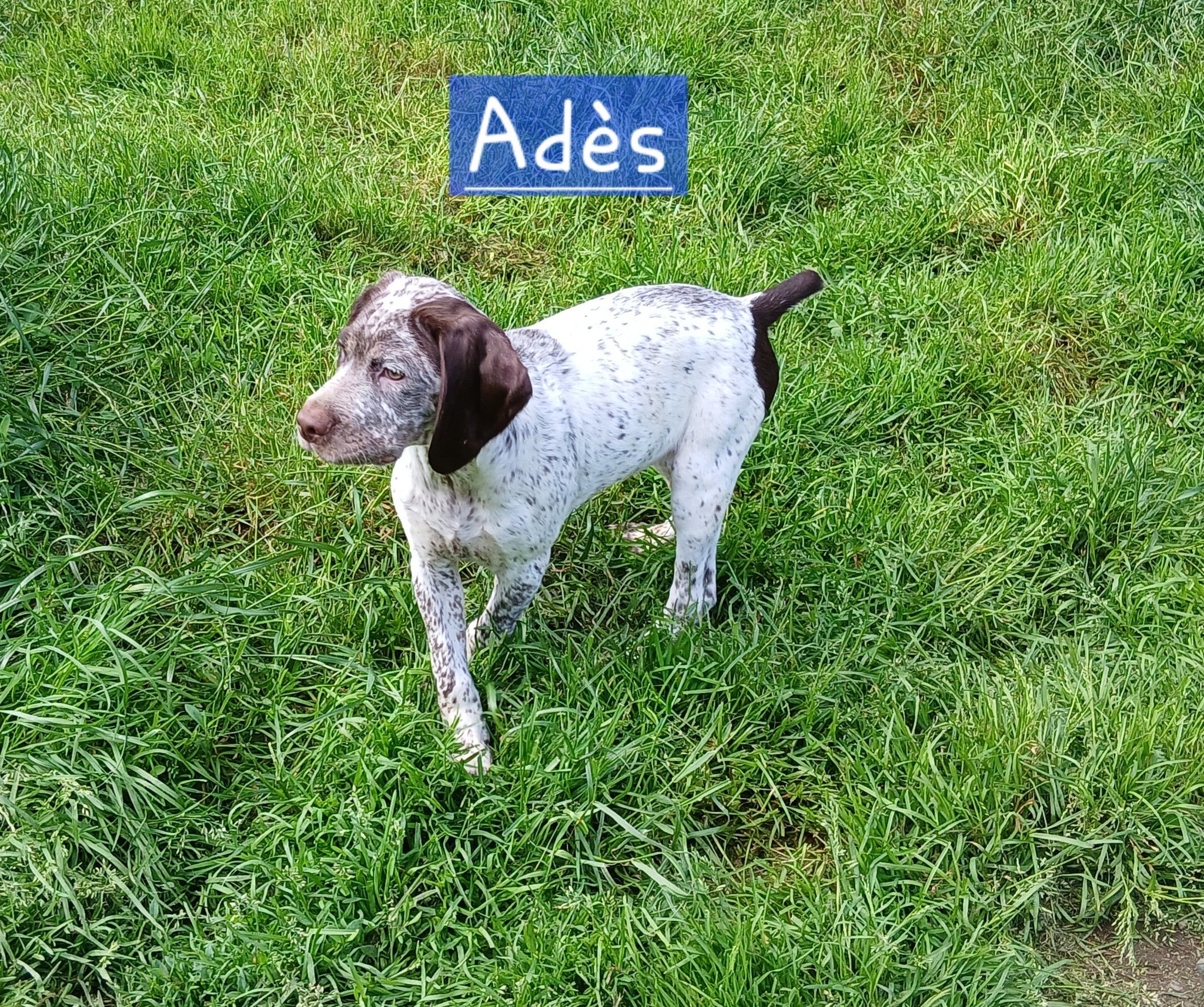 AdesDesMontsDOccitanie