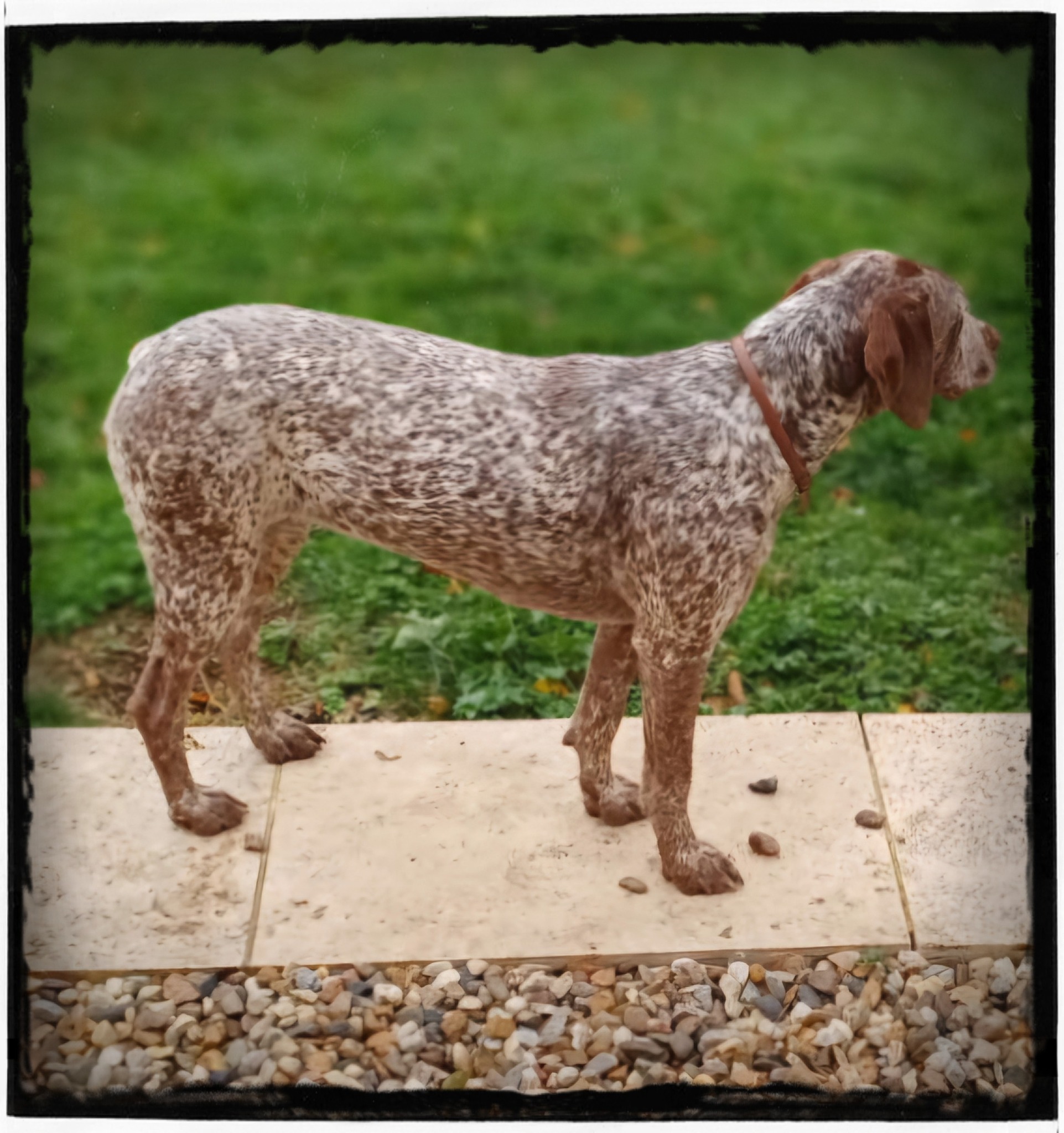 AlmaDuMaraisBecassier