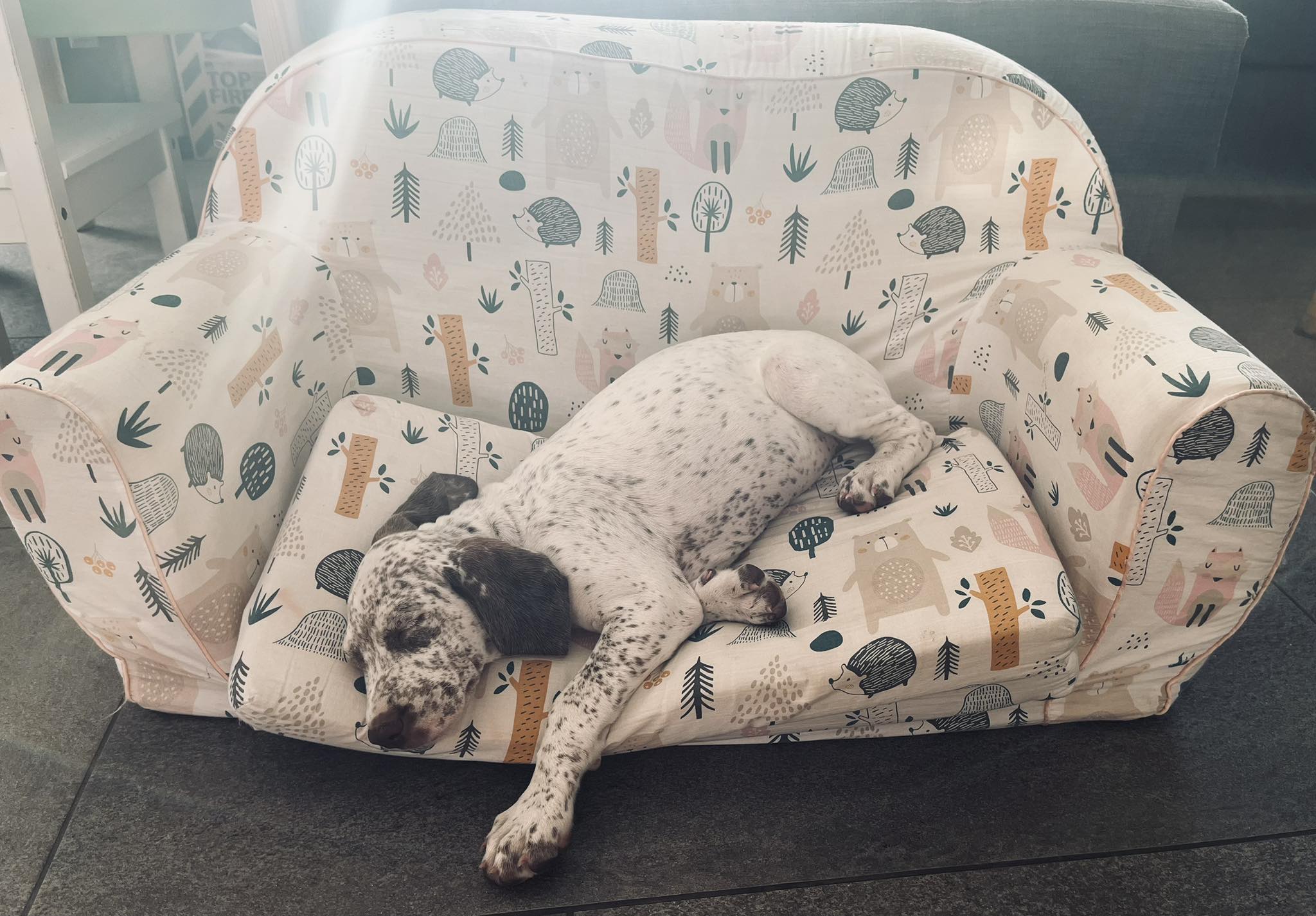 AltesseDesFinsNezDuMeygal