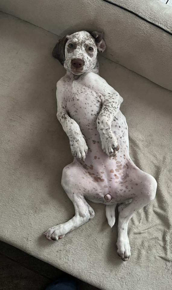 AltesseDesFinsNezDuMeygal