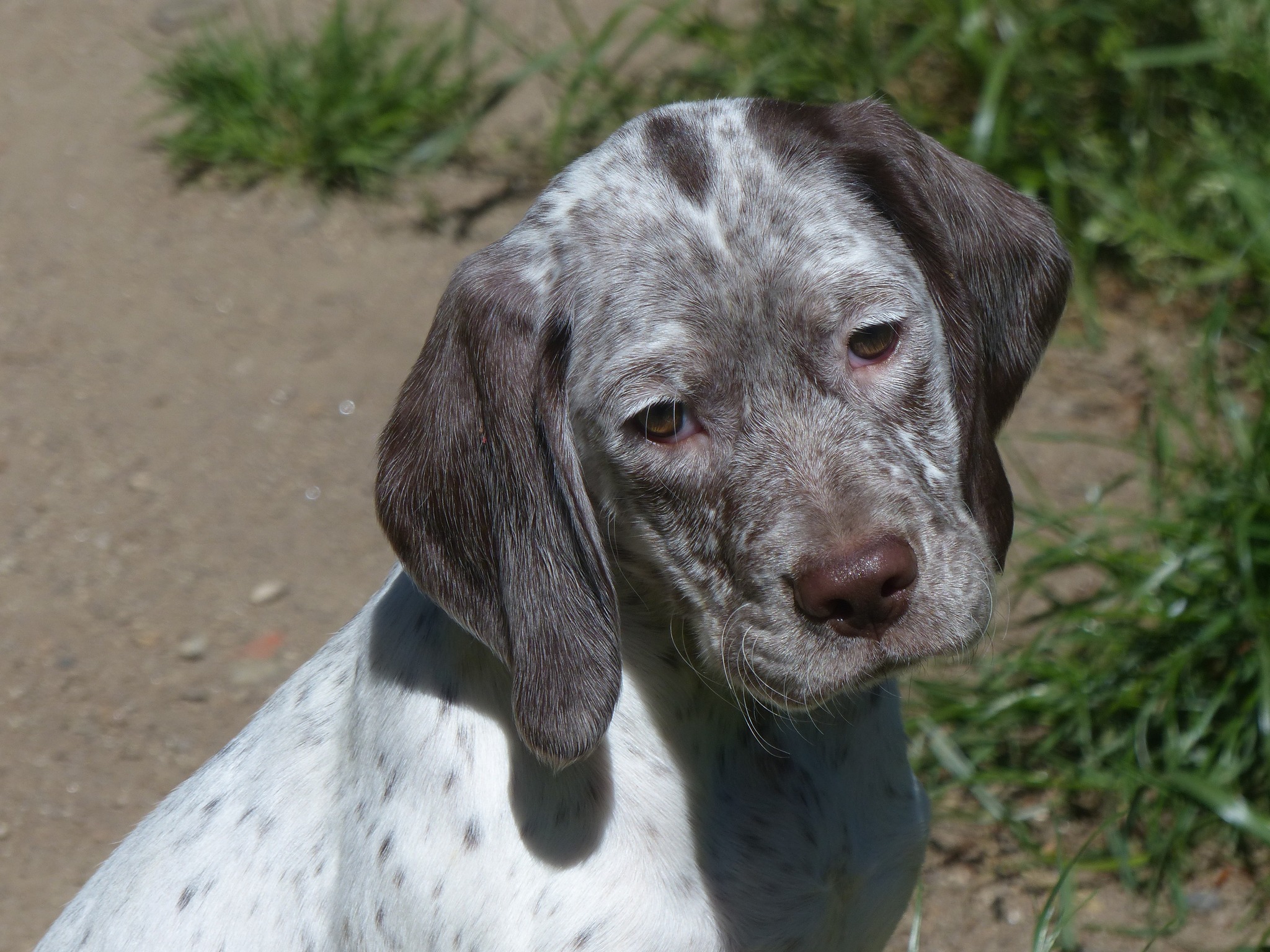 ArielDesMontsDOccitanie