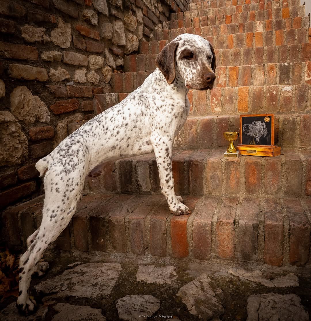 BarneyZDyjskehoKanonu