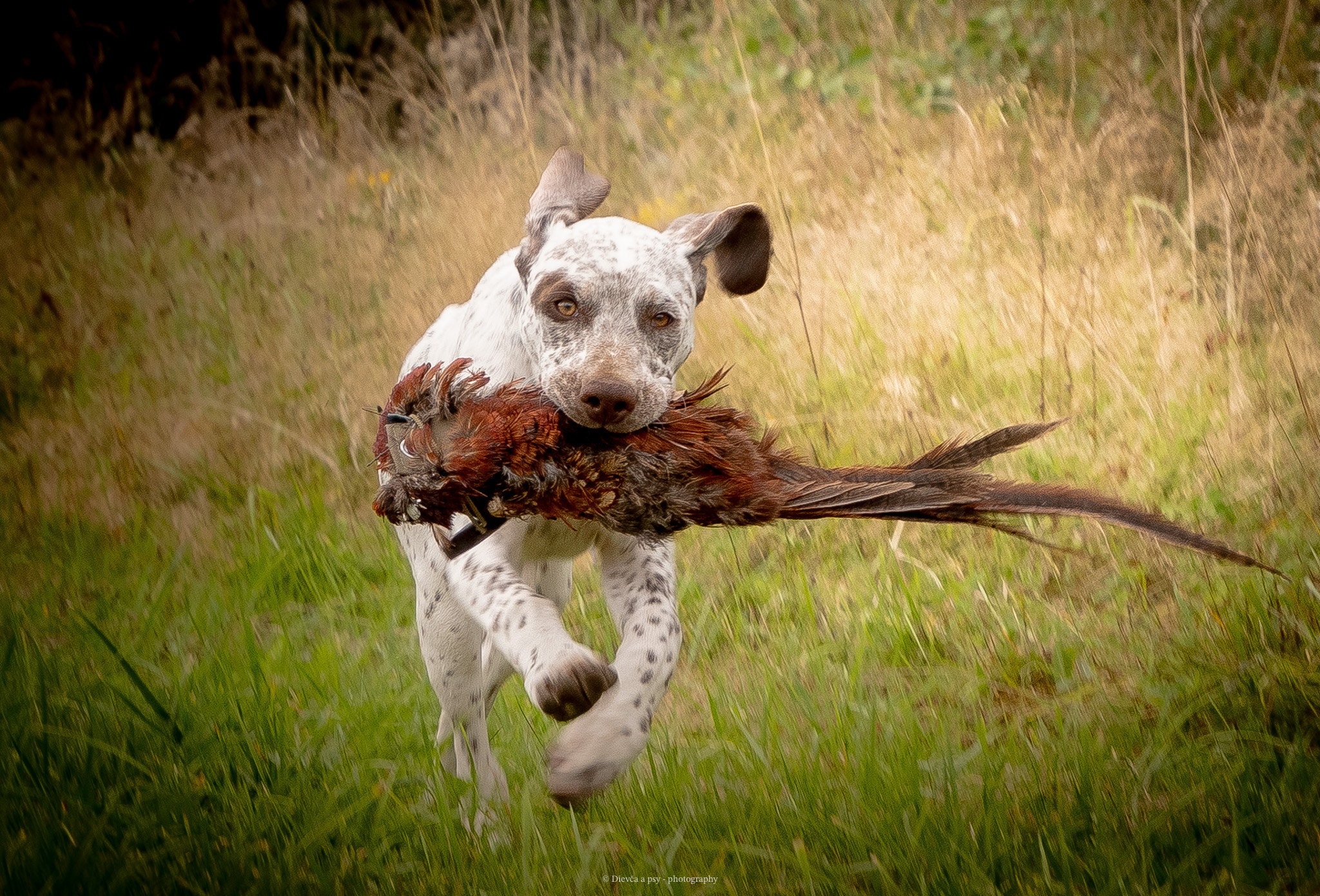 BarneyZDyjskehoKanonu