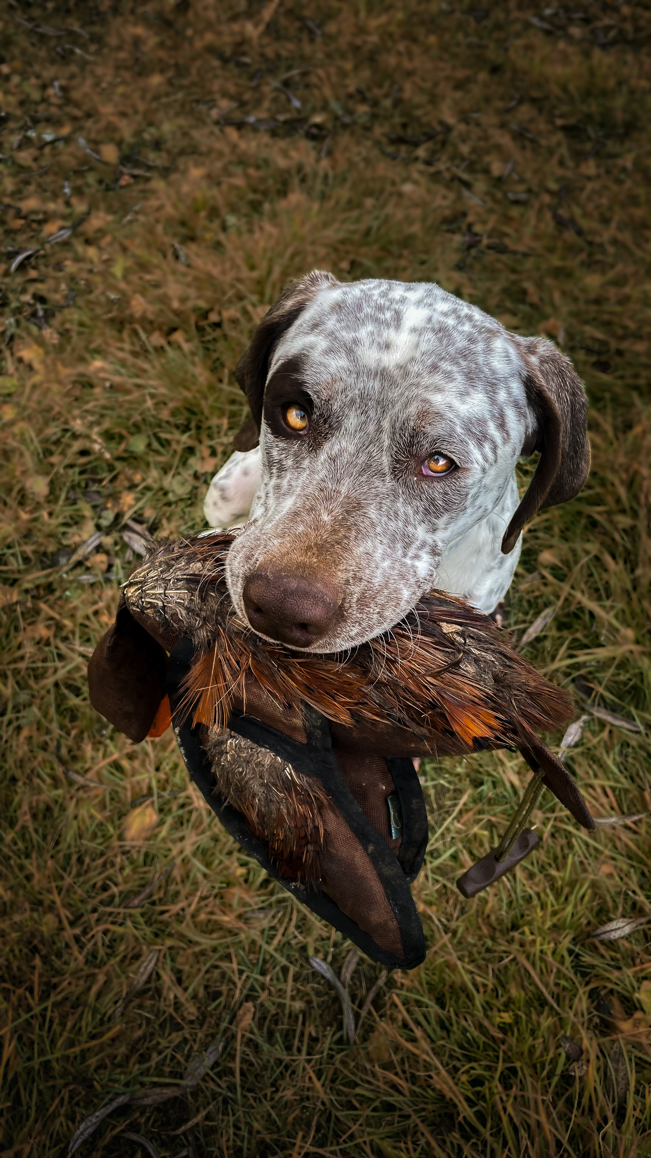 BarneyZDyjskehoKanonu